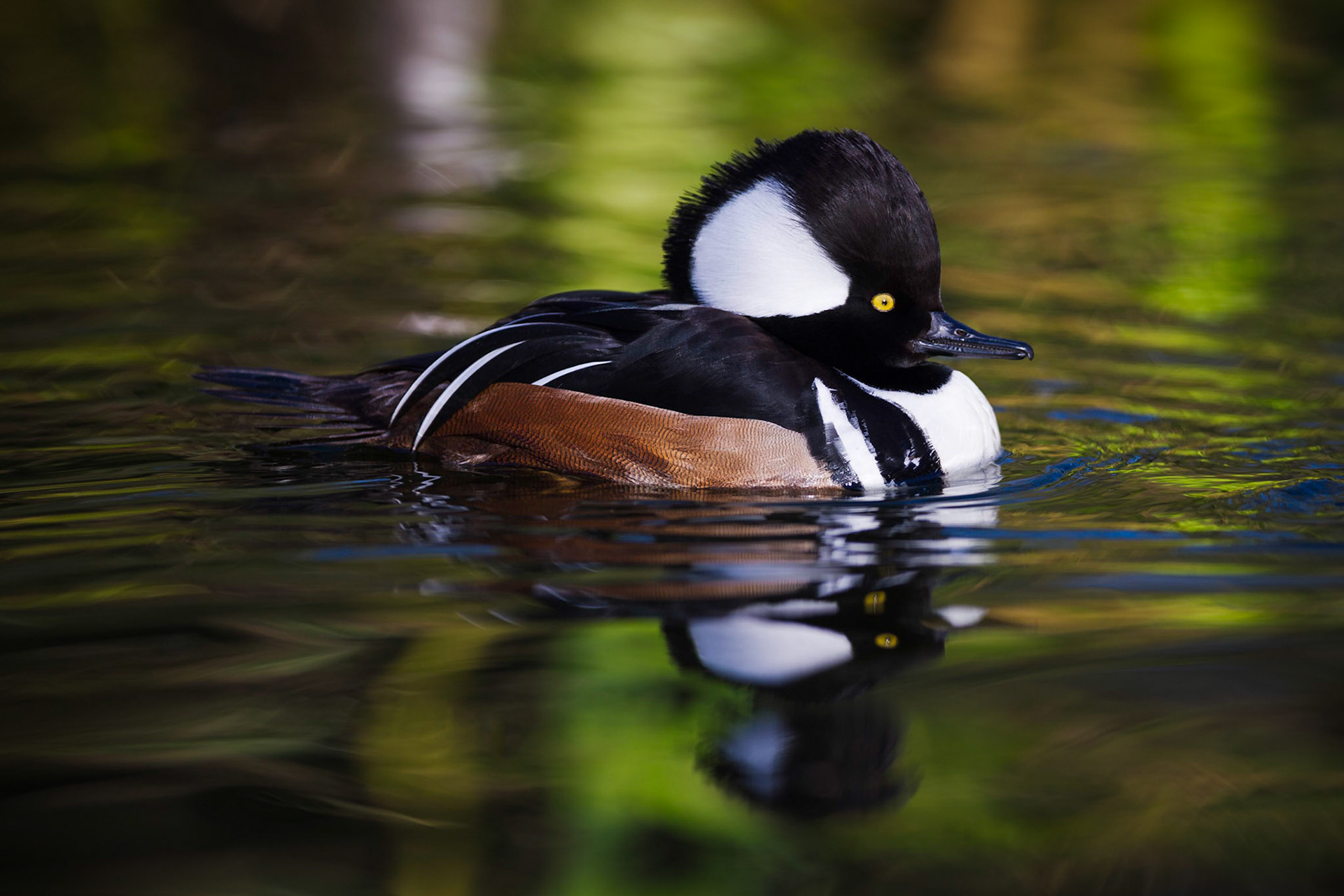 Hooded Merganser male floating in some amazing light and water reflections!    Thank you for viewing, voting and/or any constructive comments!