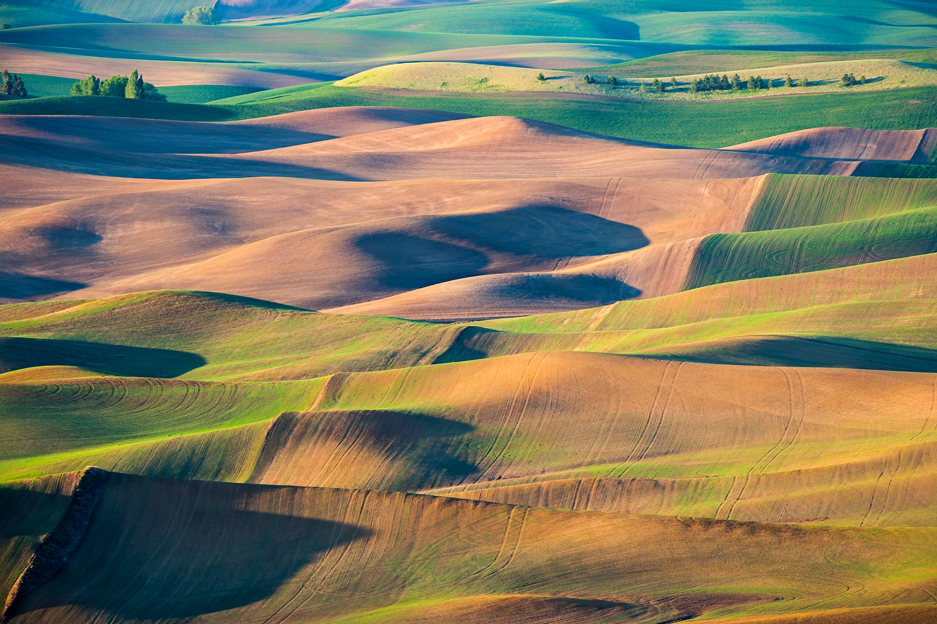 So many interesting compositions overlooking the wheatfields of the Palouse from Steptoe Butte. I thought this one was a bit different and really showcased the first of the sunrise light raking across that amazing rolling landscape...hope you like it!   Thank yoou for viewing, voting and/or any constructive comments!