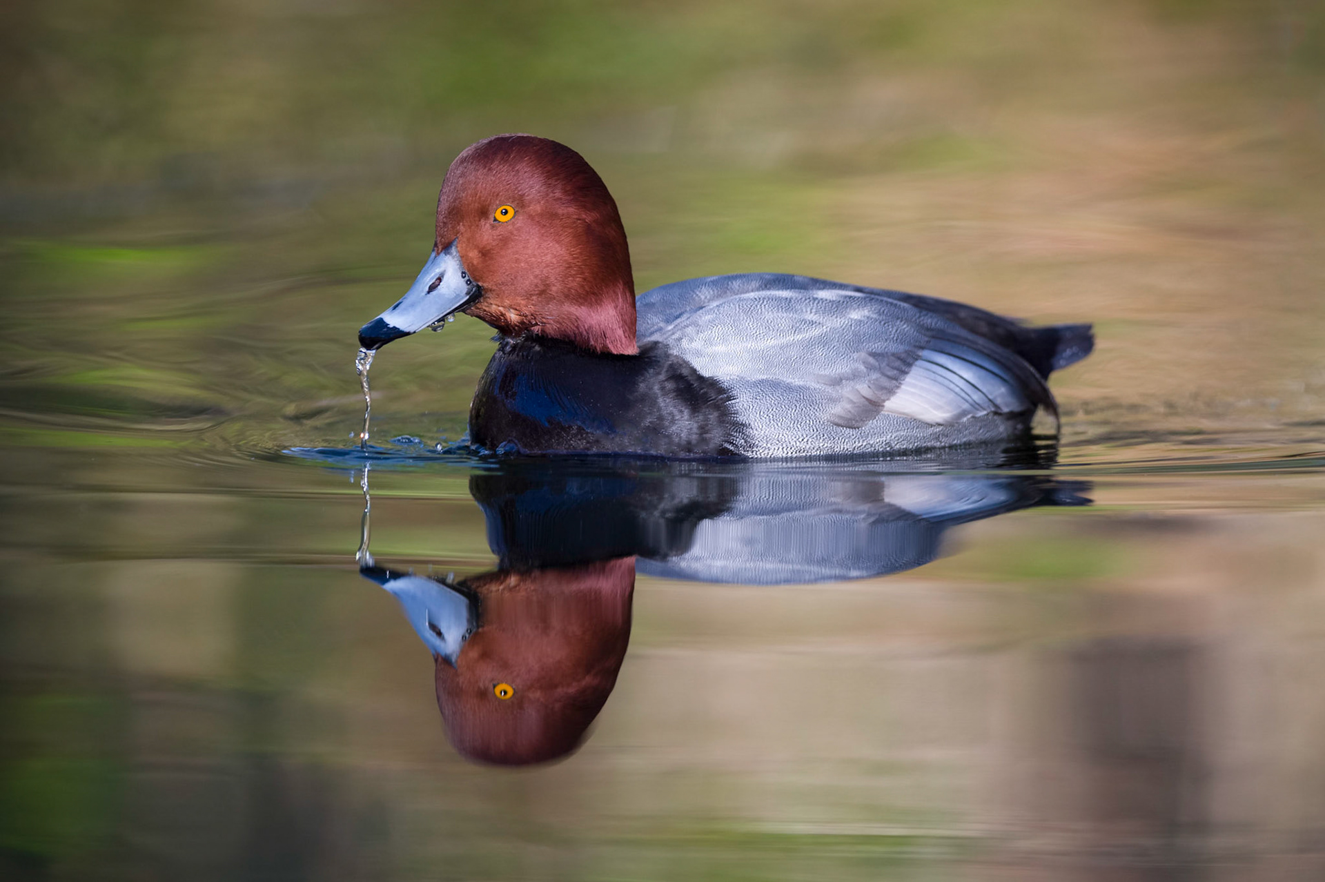 Spent a couple hours lying in the prone postion (waiting until the light was just right) to get this shot. Hard to beat the low angle when it comes to capturing a more intimate view into this magnificent birds world...hope you like it!    You may want to view this on a black background!      Thank you to everyone that took a moment to stop by and view, vote and/or leave constructive comments!