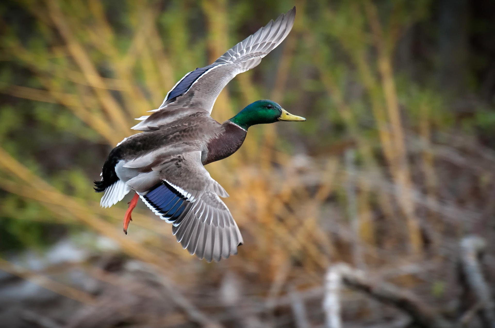 Some beautiful early morning light really popped the colors on this in-flight mallard duck captured near the shores of Lake Washington in Seattle, Washington.   Thank you for viewing, voting and/or any constructive comments!