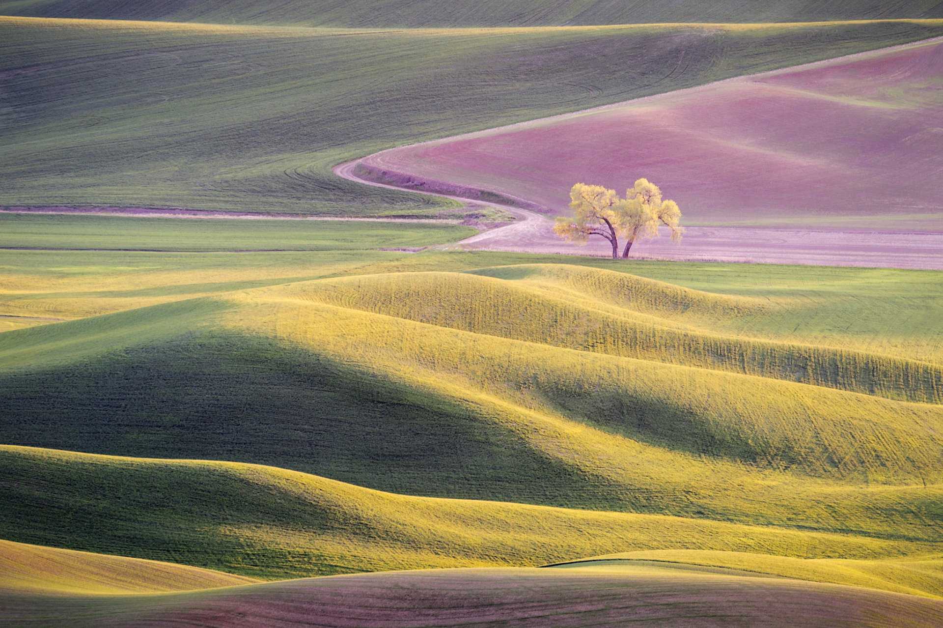 The oft shot lone cottonwood as seen from atop Steptoe Butte at sunset. Part of a series that I shot last spring...hope you enjoy!    Thank you for viewing, voting and/ofr any constructive comments!
