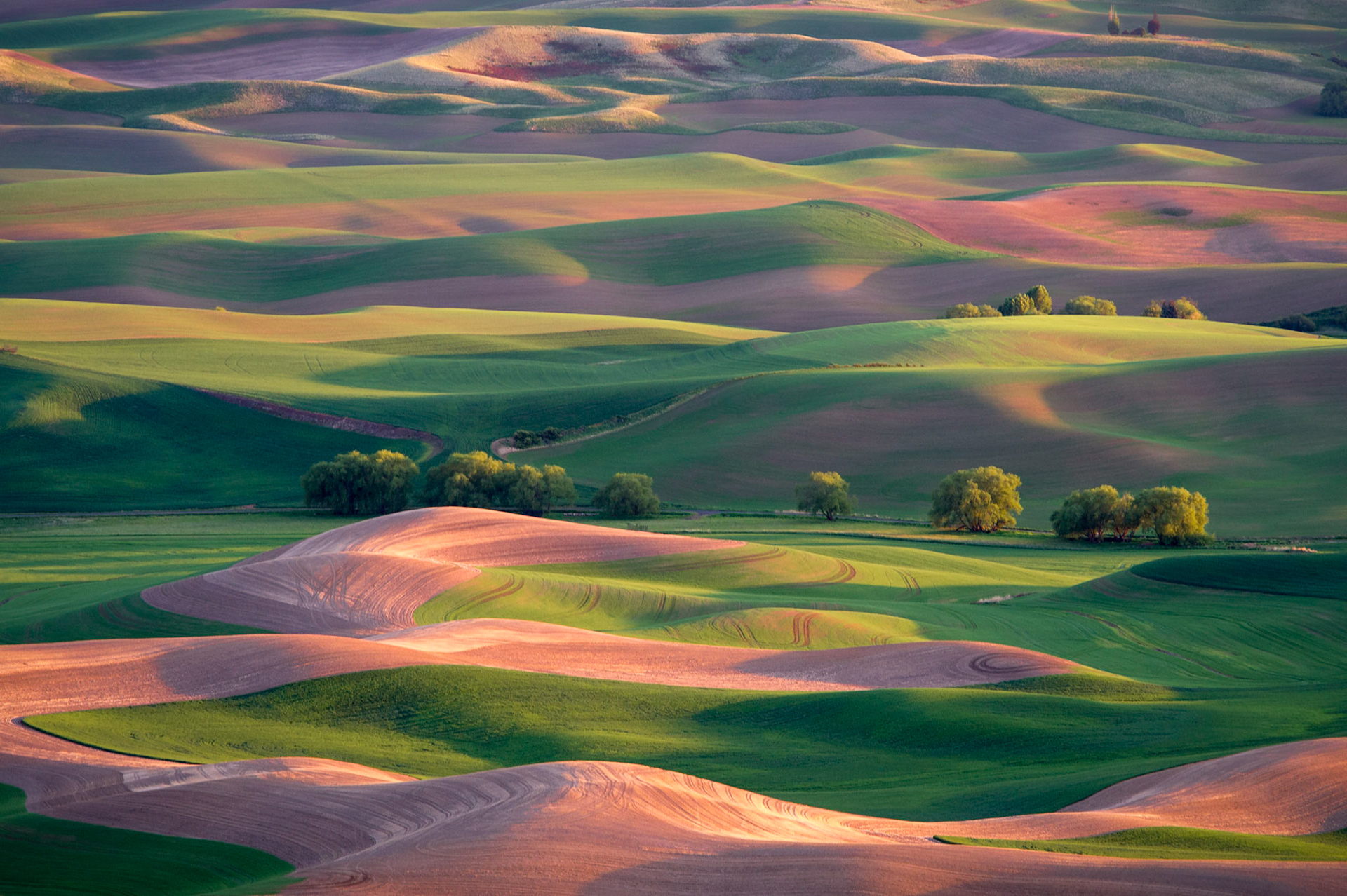 Thought I'd brighten things up a bit with another image (dug  out of the archives from last spring) of the rolling wheat fields of the Palouse! Looking forward to return visit this year!   Thank you for viewing, voting and/or any constructive comments!