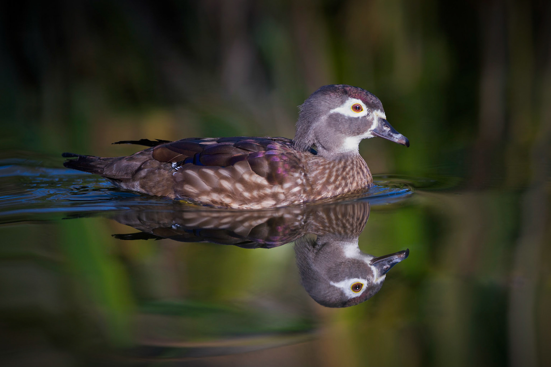 This is a natural light image of a female wood duck as she swam in a pond on a late afternoon.  As I lay on the ground framing the shot it appeared as though she was just  floating on a mirror.   *Viewing on a black background is recommended.     Thank you for viewing, voting and/or any constructive comments!