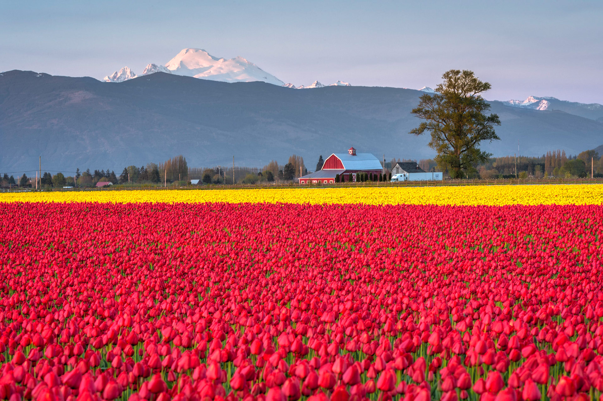 Skagit Valley Tulip Sunset