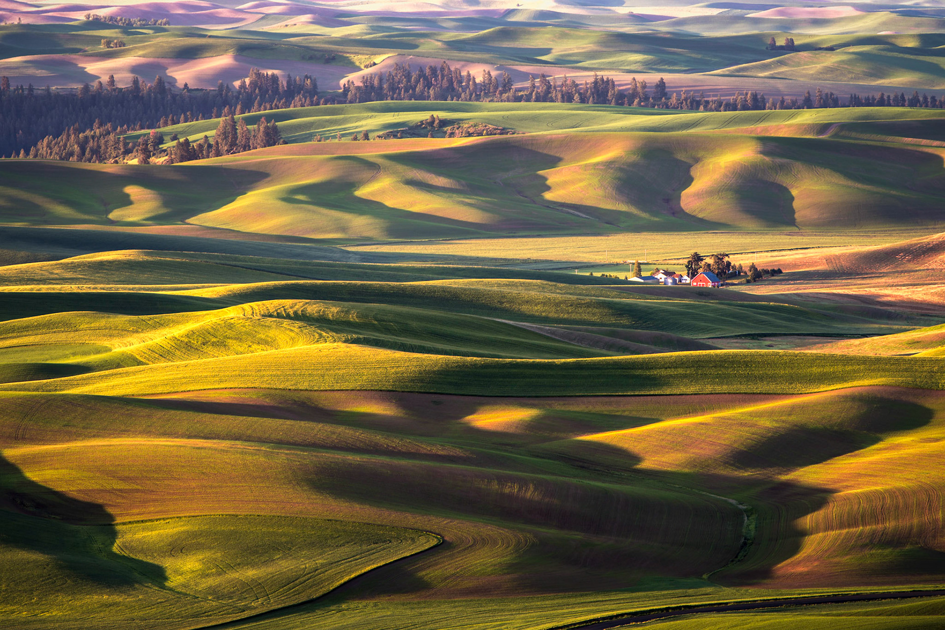 Over Memorial Day weekend I was finally able to work in a quick road trip over to Steptoe Butte...just love that place this time of year. Thankfully the weather cooperated and I was able to get this shot of the classic red barn at sunrise!    Thank you viewing , voting and/or any constructive comments!