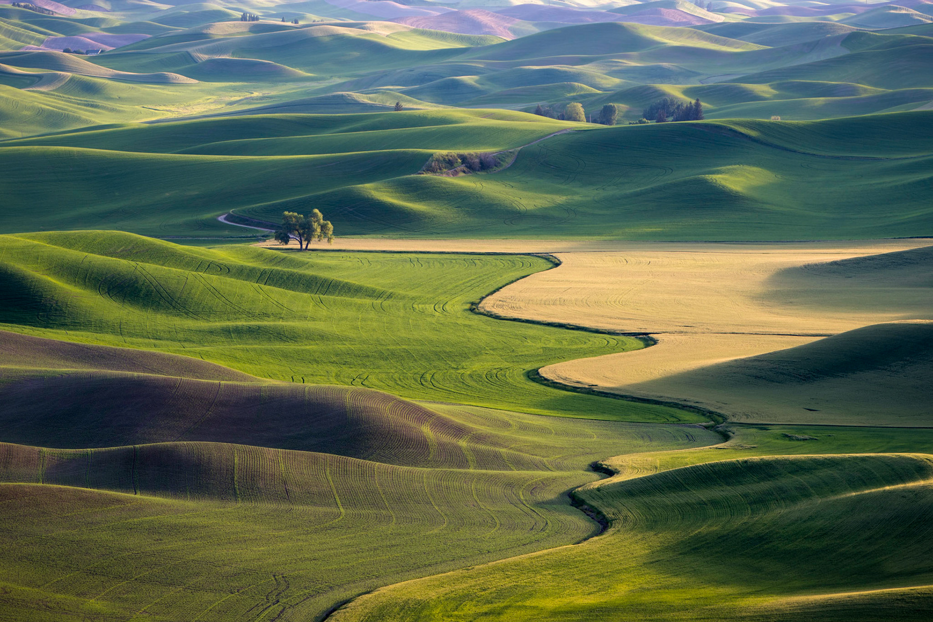 A common Steptoe Butte composition for sure but thought I'd add my take on the "Lone Cottonwood Tree".   Just loved  how the light/shadows and curvy llines came together on this particular spring evening!      Thank you for viewing, voting and/or any constructive comments!