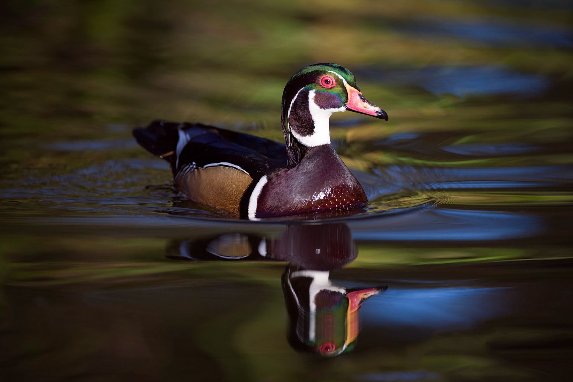 Male Wood Duck...this shot required a little time lying in the prone position out in the cold. I was rewarded for my efforts  though when he momentarily floated out into what I thought was some nearly perfect lighting and I had the good sense to press the shutter.     Thank you for stopping by to view, vote and/or leave constructive comments!      You'll of course want to view this on a black background!