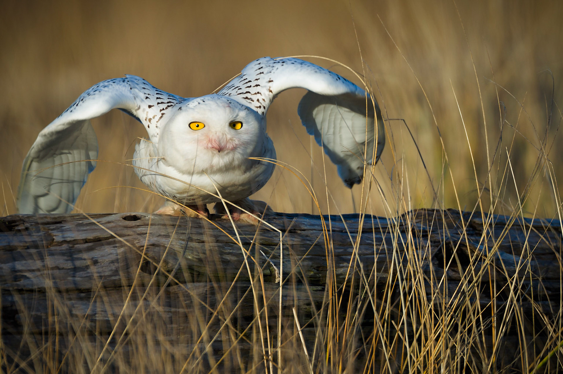 Snowy Owls are fierce and  efficient hunters and with an adult wingsan of up to 52 inches and sharp talons they can be a bit intimidating. I came across this one as he was  hunting near the beach just as the sun was rising near Damon, Point in the coastal town of Ocean Shores, Washington.