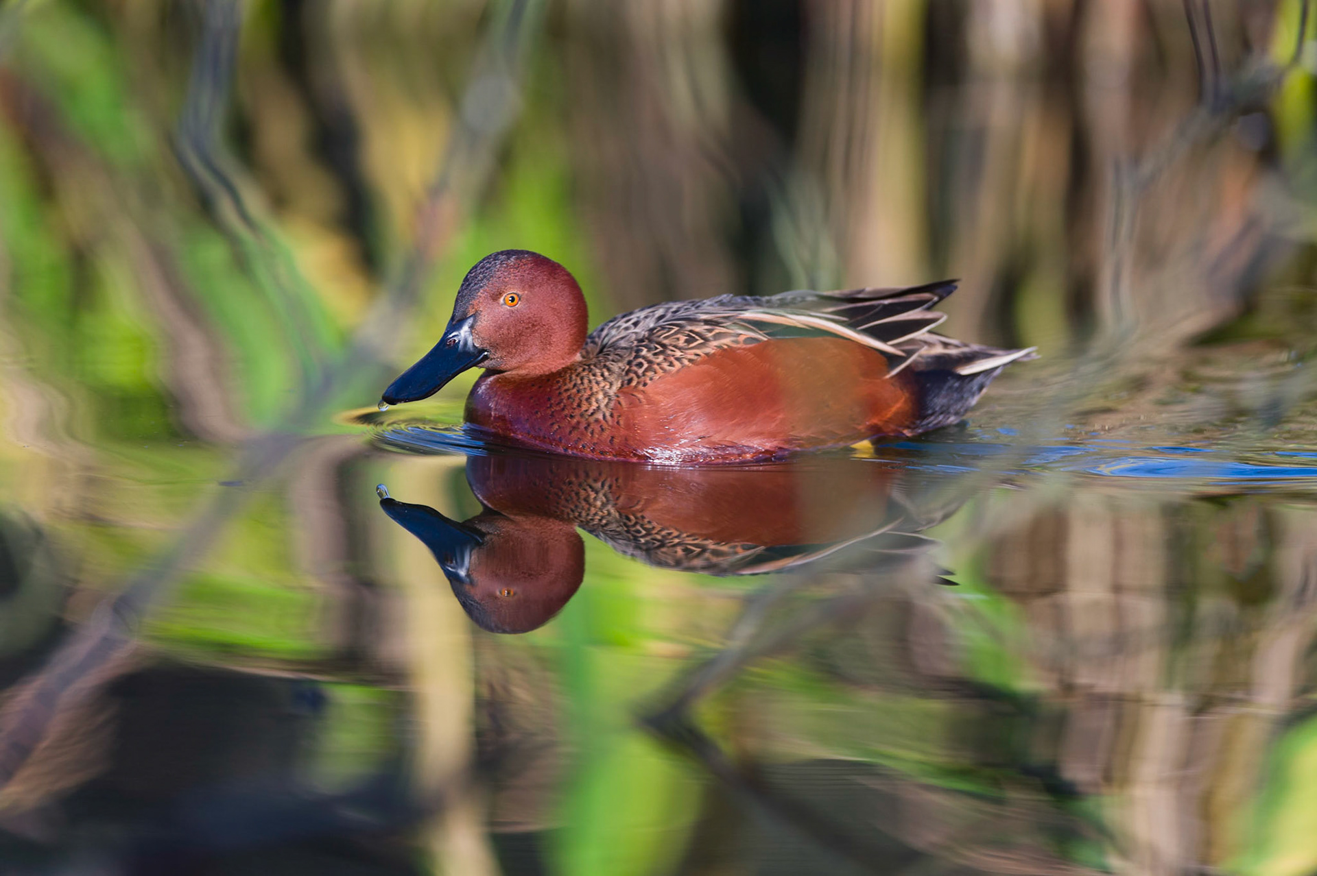 Cinnamon Teal Duck abstract landscape reflections.    Please view on Black backround.     Thank you to everyone for taking the time to view, vote and or leave constructive comments regarding my work!