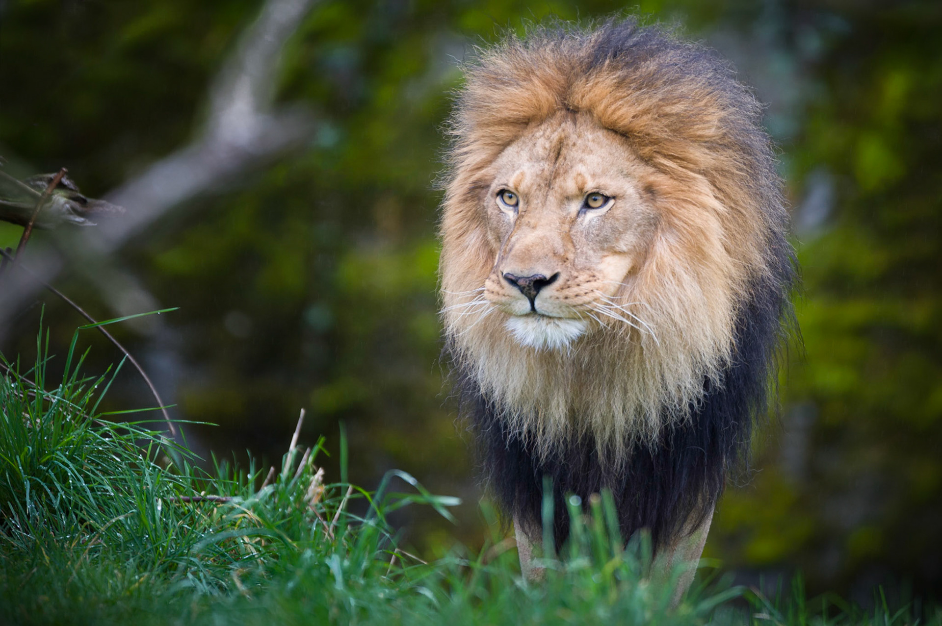 A male African Lion with with one intense look in his eyes... definitely commands respect!    Thank you for visiting, voting and/or any constructive comments