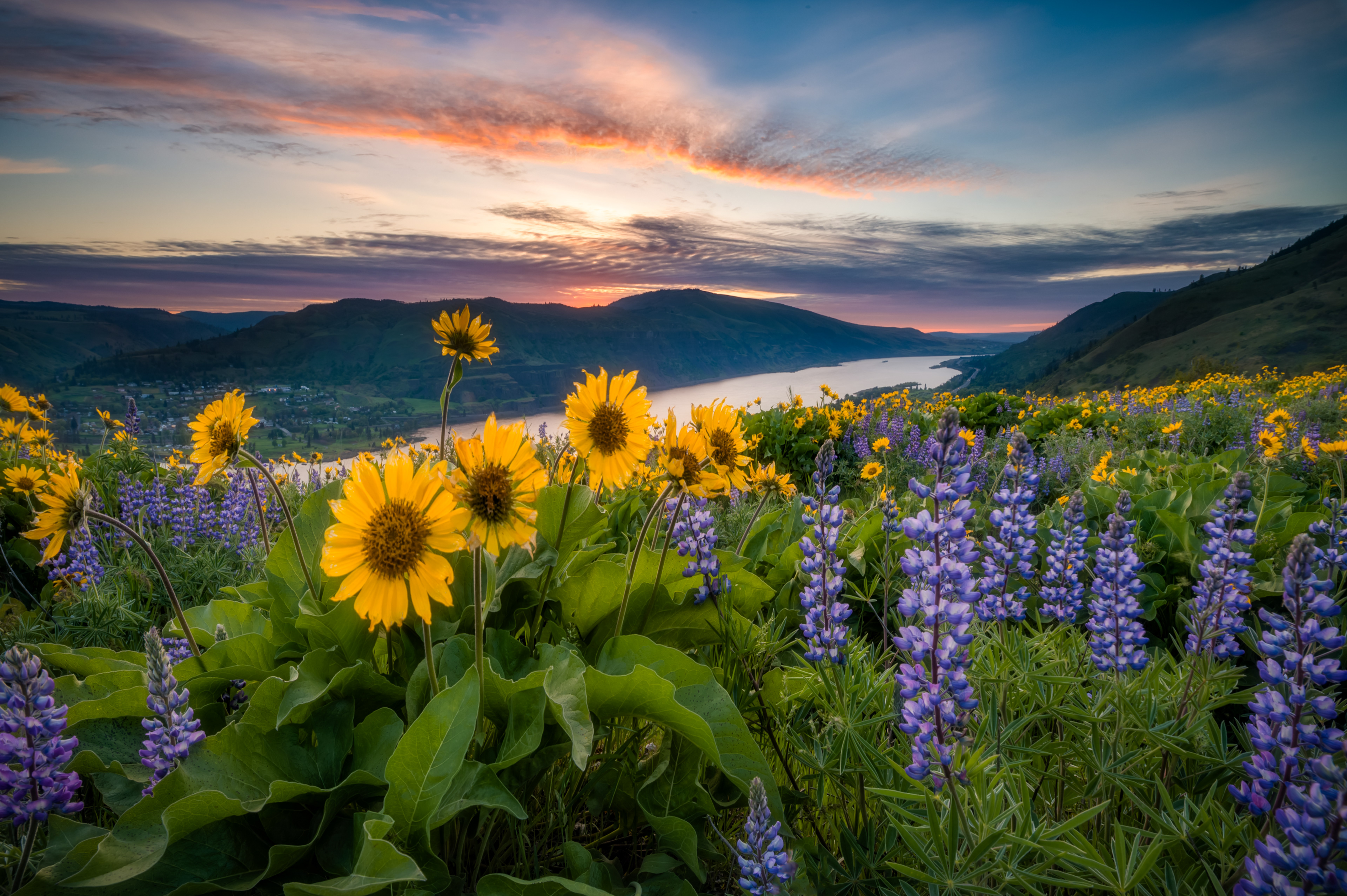 Rowena Crest Wildflowers