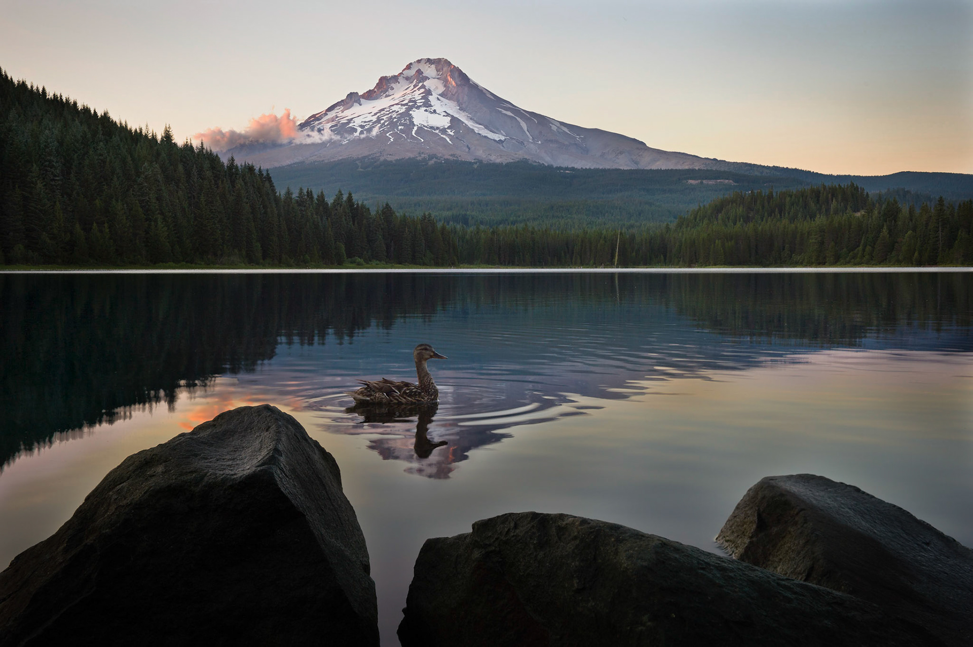 Not much snow on Mt. Hood nor much weather drama this time of year but Trillium Lake is always a favorite. This mallard duck decided to steal the show just as the  sun dropped behind the hills and the water got calm. She positioned herself right in the middle of my reflection shot. Oh well thought you might enjoy the view anyway!        Thank you for viewing, voting and/or any constructive comments!