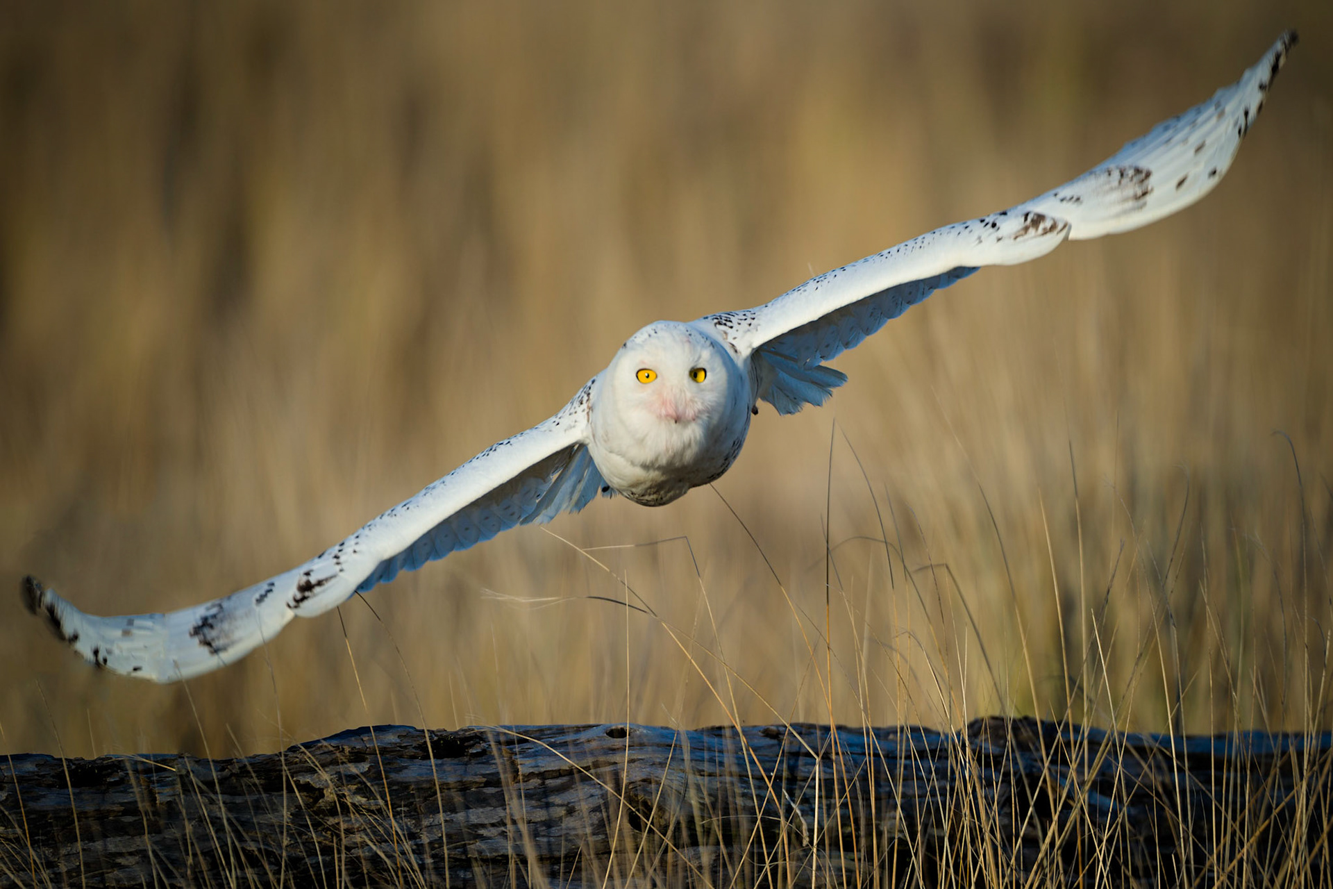 Snowy Owls typically migrate down to Washington State every 5-7 years depending on food availability. I encountered this amazing bird just after sunrise one very cold winter morning on Damon Point located in the coastal town of Ocean Shores. He/She flew directly at me at one point staring intently as if challenging me to a game of chicken!    Thank you for viewing, voting and /or any constructive comments!