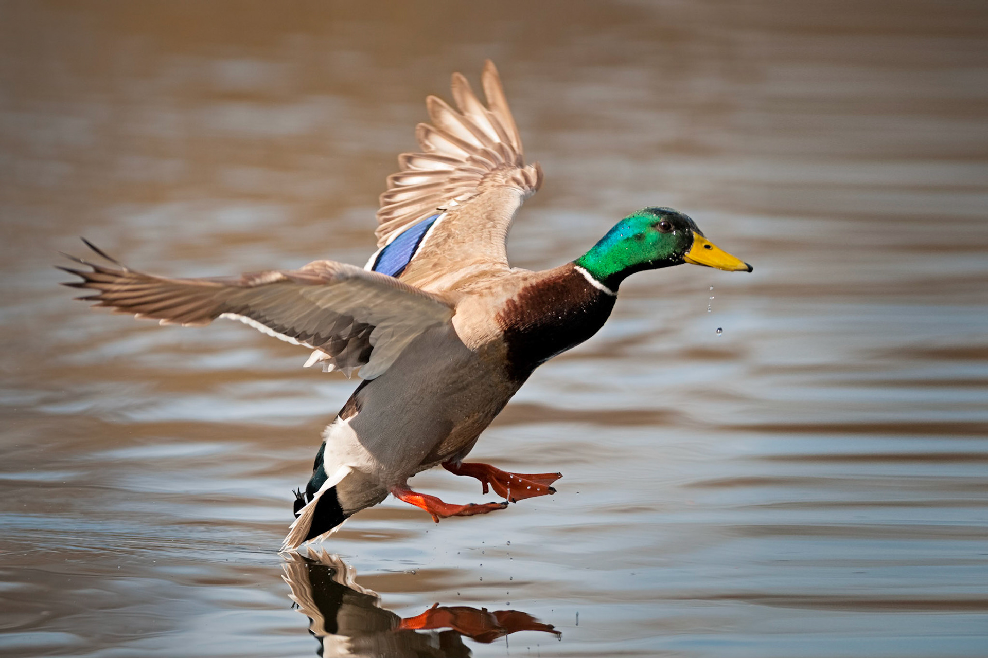 I was lucky enough to catch a close-up low angle frame of this male Mallard Duck as he was just inches over the water...the light was pretty sweet as well!        Thank you for viewing, voting and/or any constructive comments!       Viewing on a black background would be best.