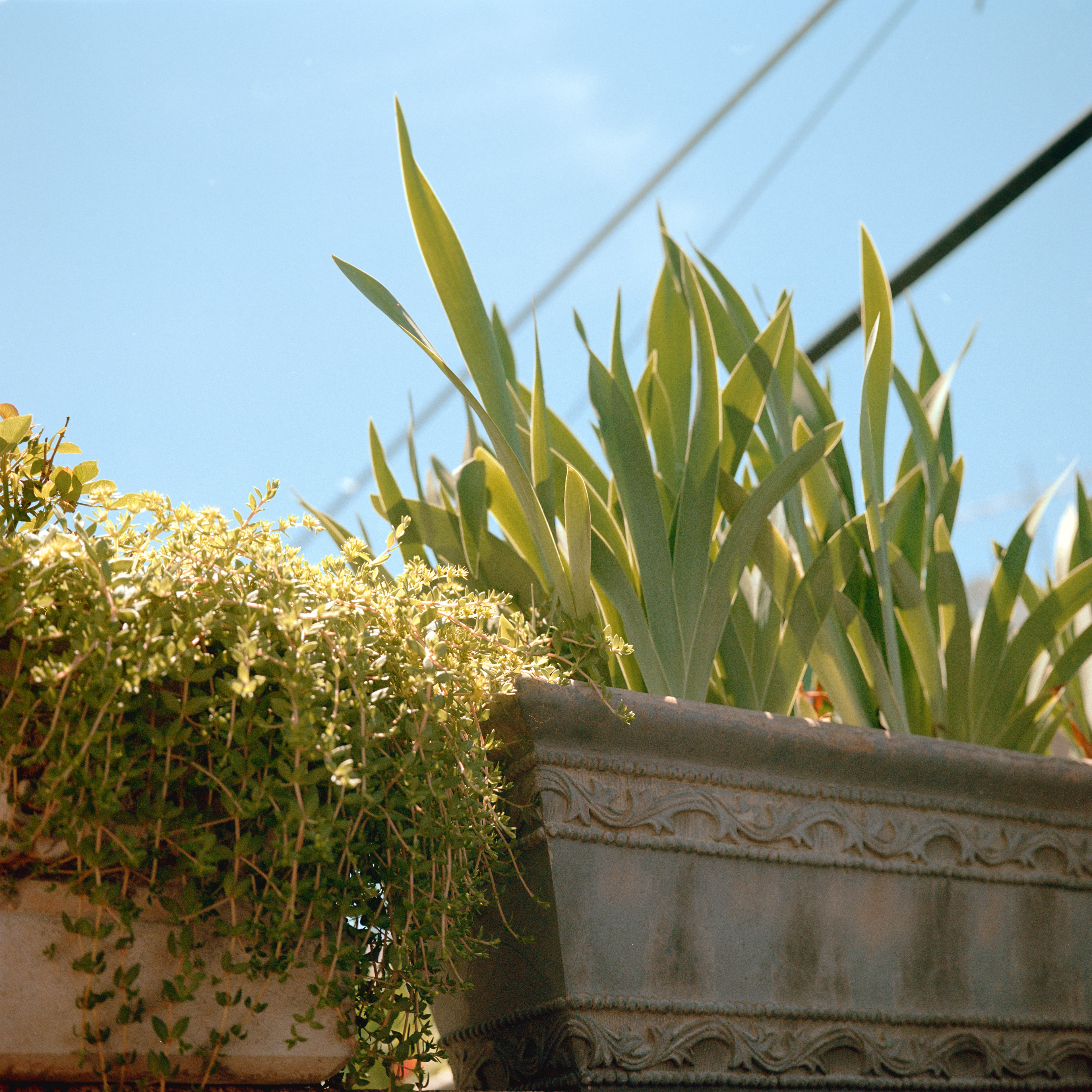 Mamiya 6, 75mm f3.5, Portra 160