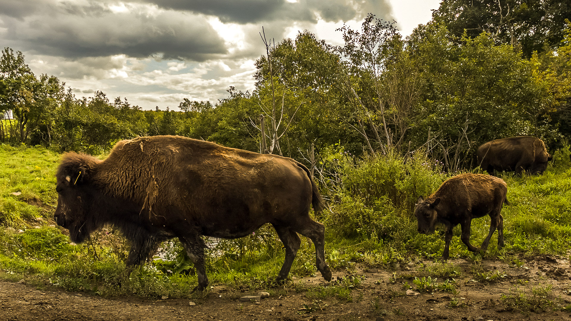En suivant sa  mère ce jeune bison fait son apprentissage sur son territoire.