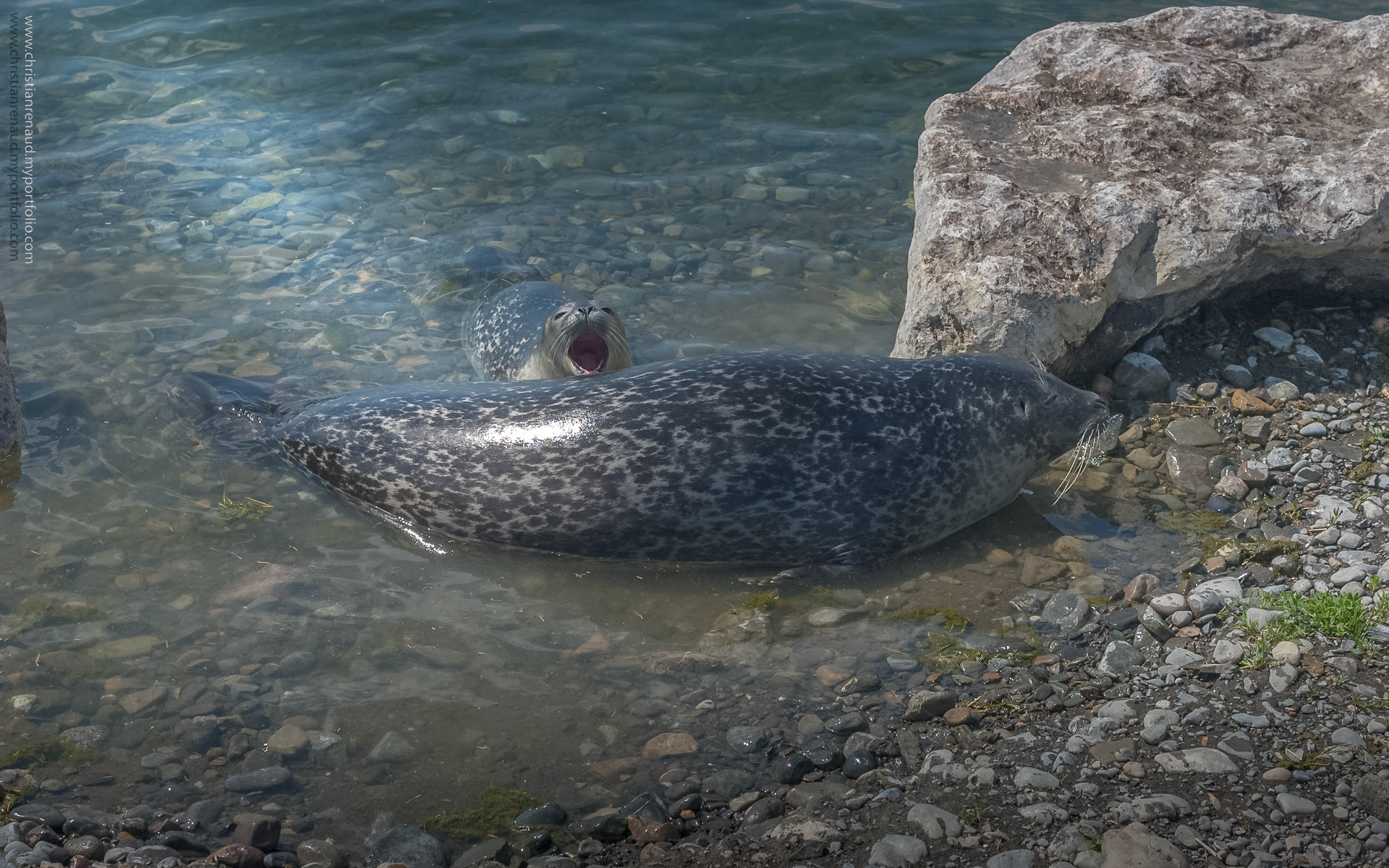 Dans le bassin des phoques commun, le petit nouveau du BioParc de Gaspésie, est surveillé et protégé étroitement par sa mère.