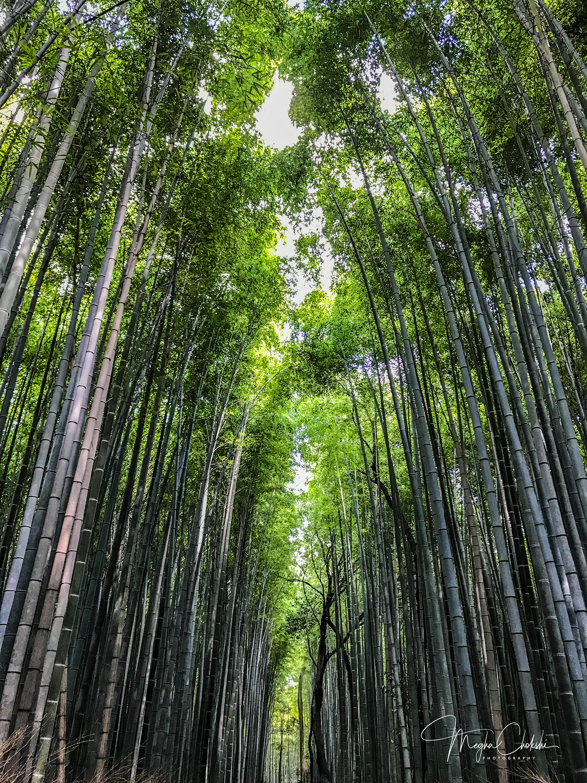 Arashiyama Bamboo Grove, Kyoto