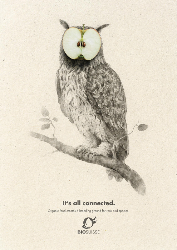 Bleistiftzeichnung einer Eule die auf einem Ast sitzt. Das Gesicht der Eule durch eine Apfelhälfte ersetzt. Der Apfel sieht dabei dem Gesicht einer Eule ähnlich.