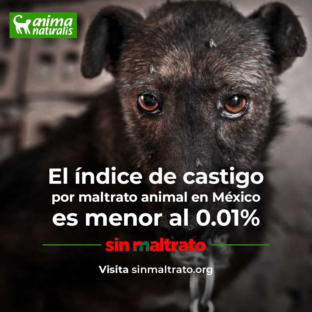  More hard data about the situation of animal abuse in Mexico.