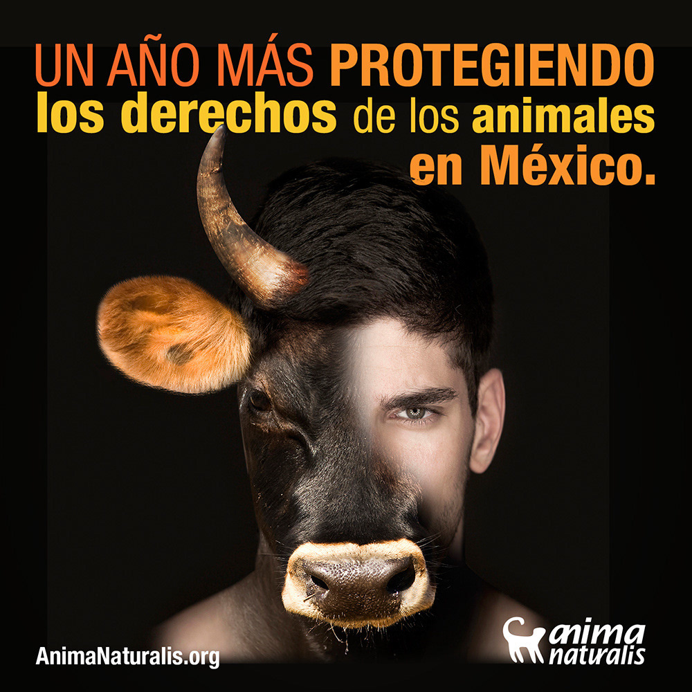 Social media content to commemorate another year of fighting for animal rights.