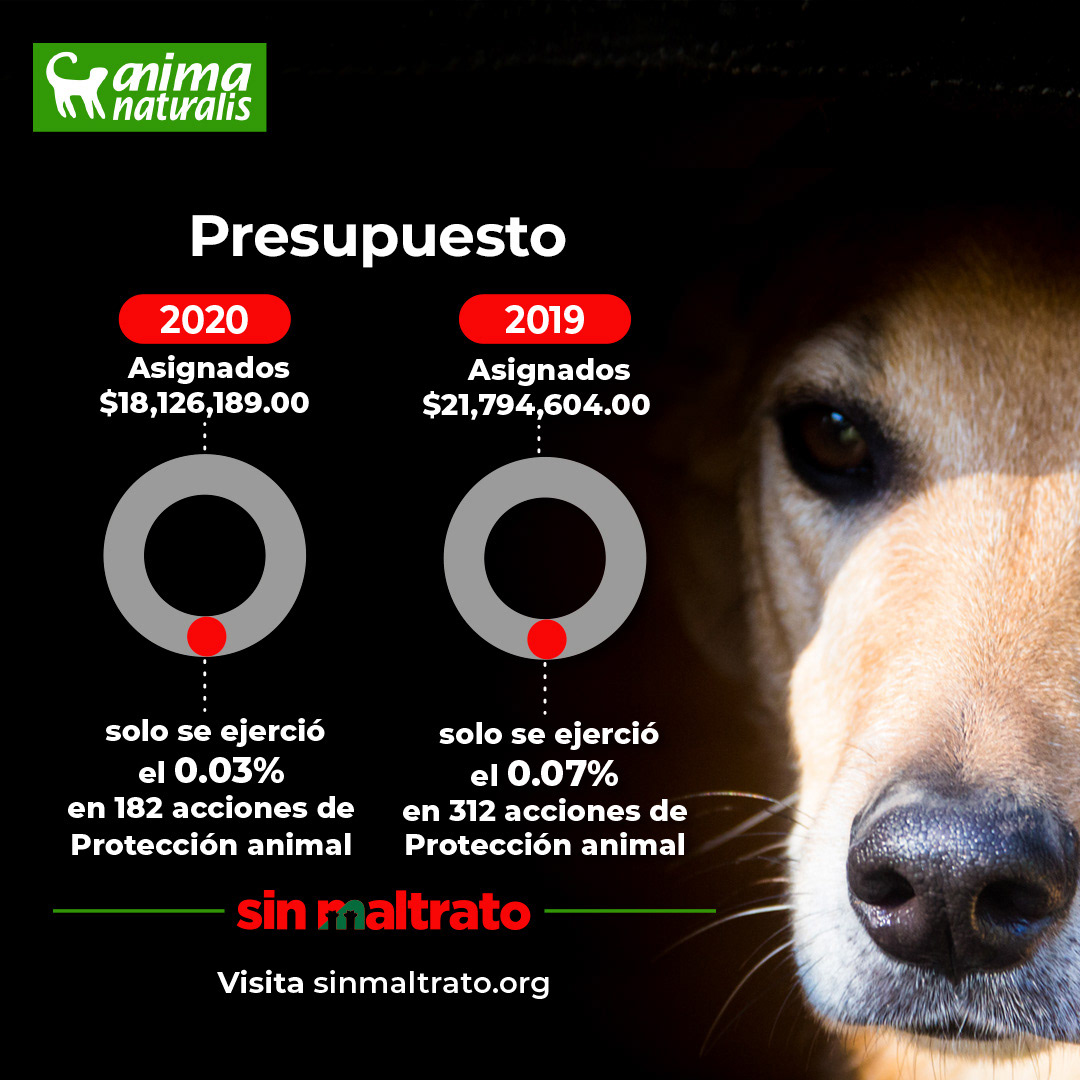 Infographic that explains the percentage of the budget allocated for animal protection actions in Mexico. Part of the campaign: NO ABUSE