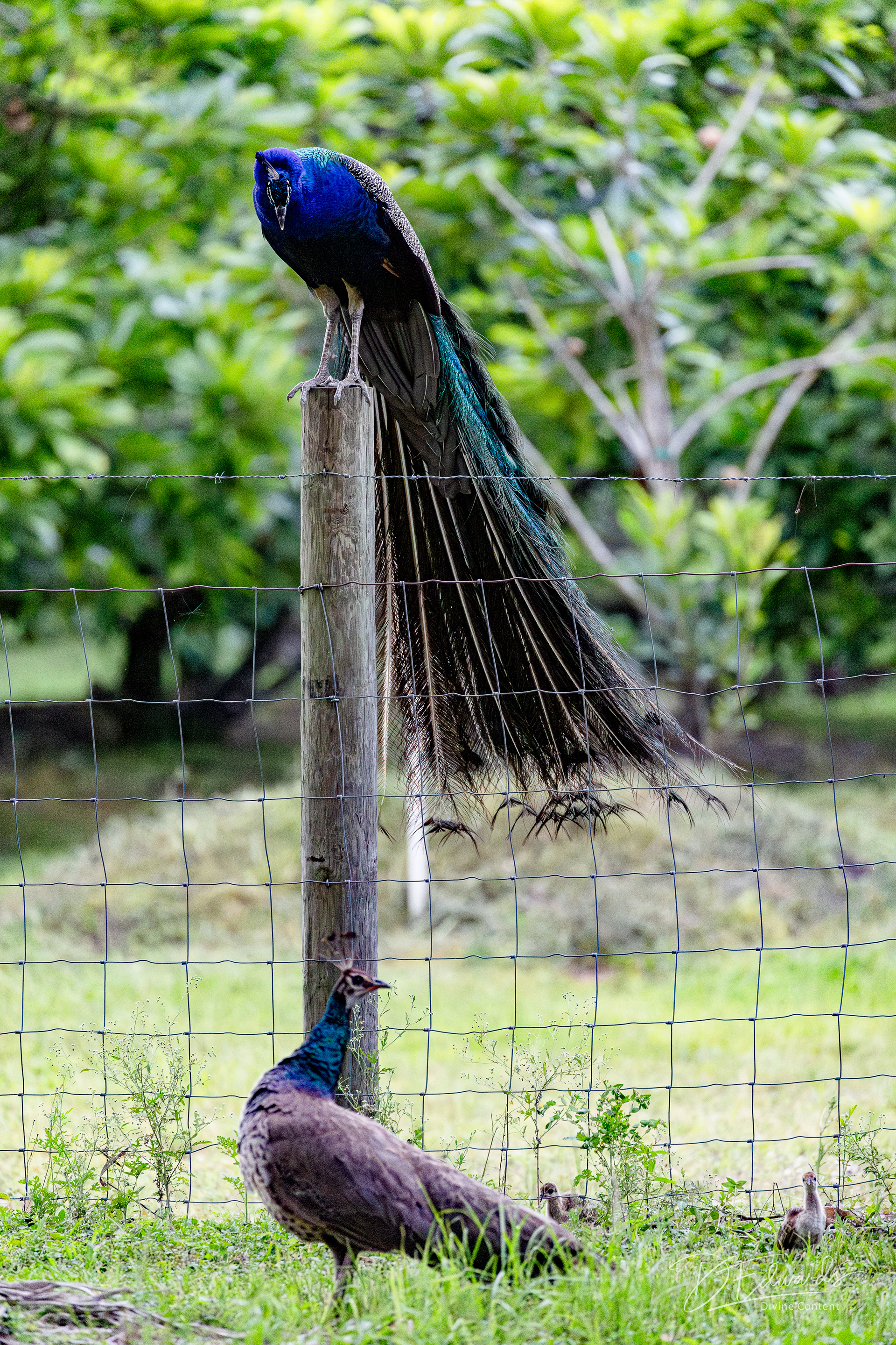 peacocks in Miami
