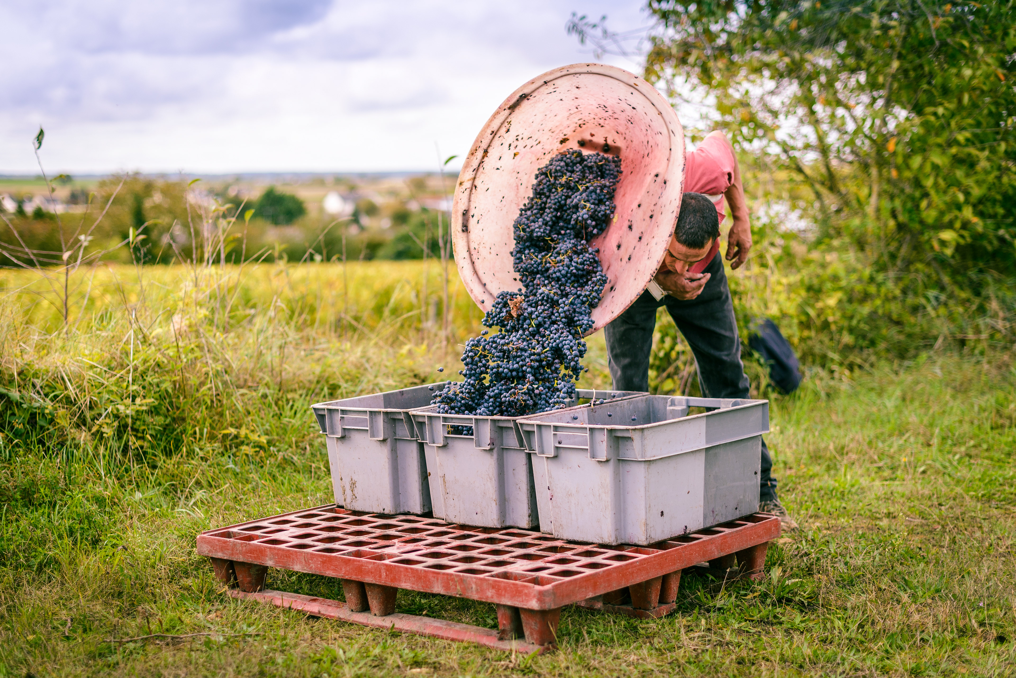 Arnaud Lambert - Vigneron