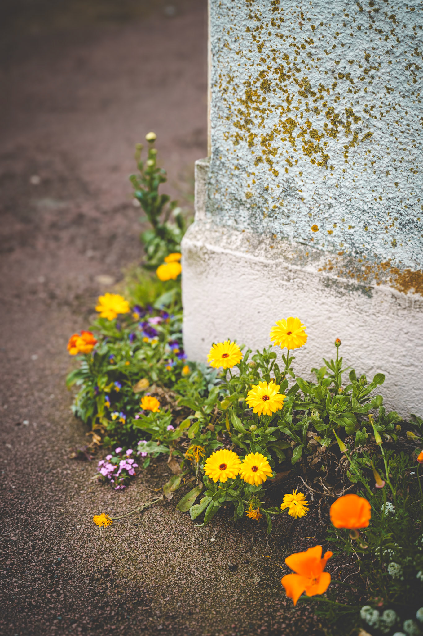 Secret Urbains - Jardin urbain