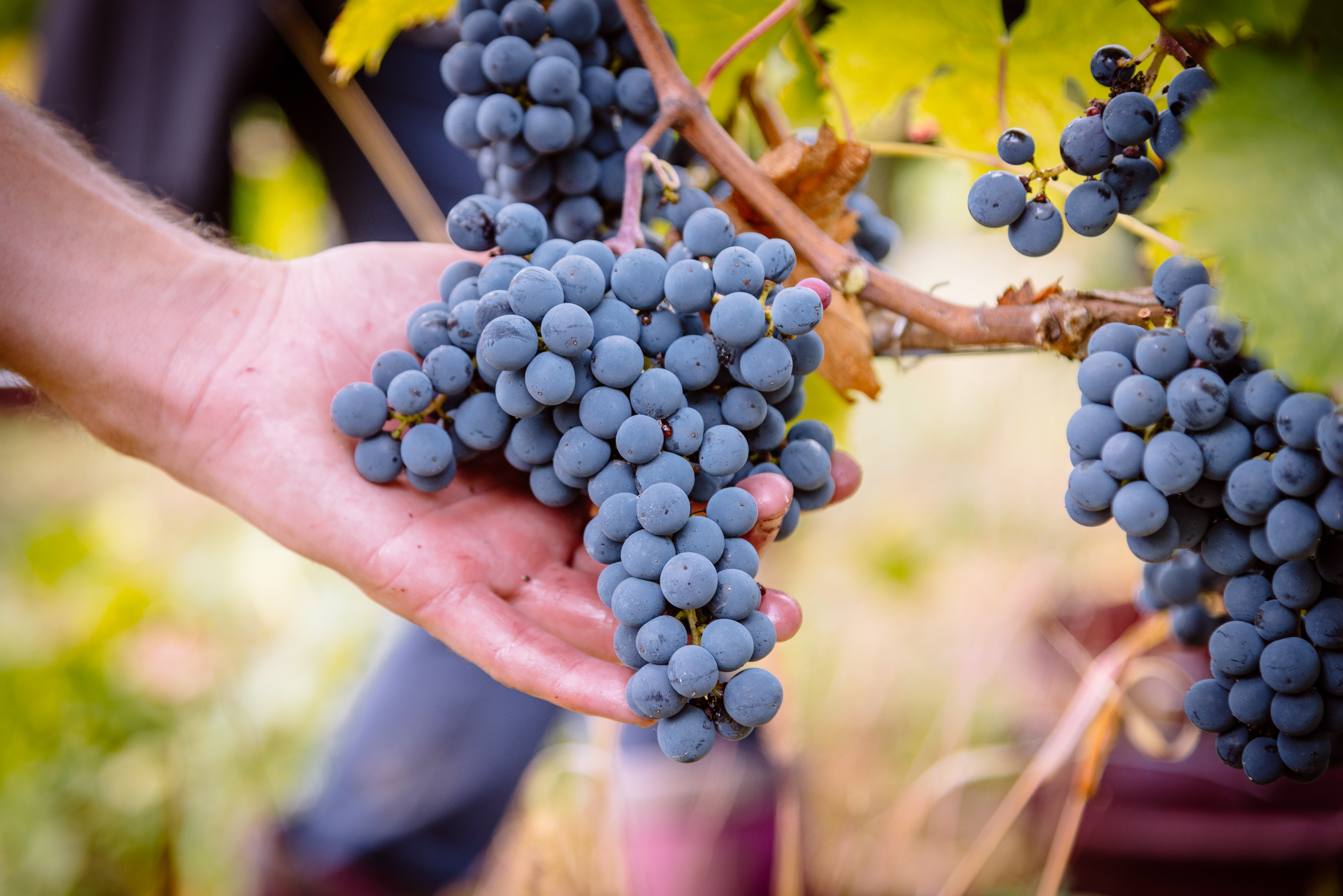 Arnaud Lambert - Vigneron
