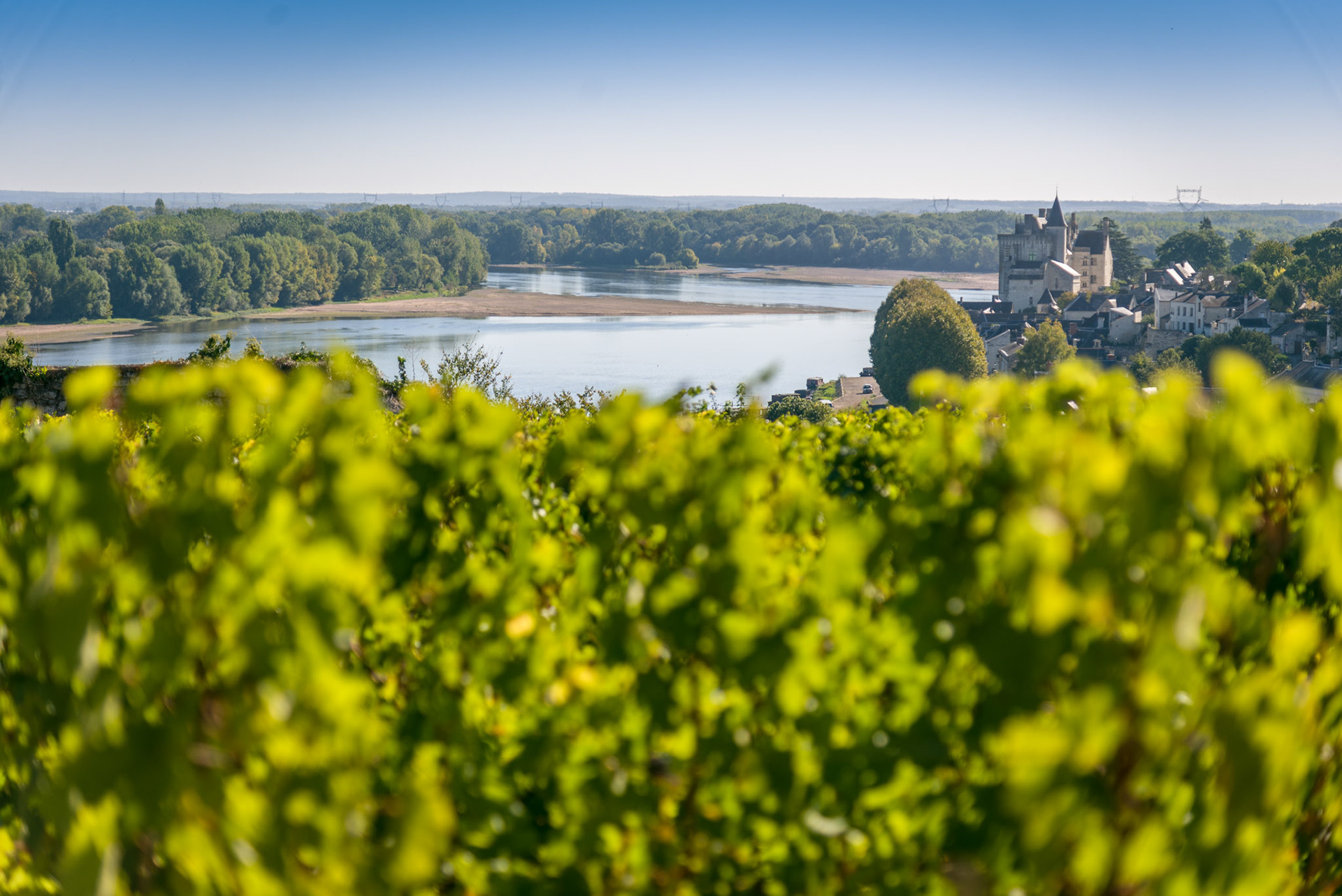 vignes à Montsoreau