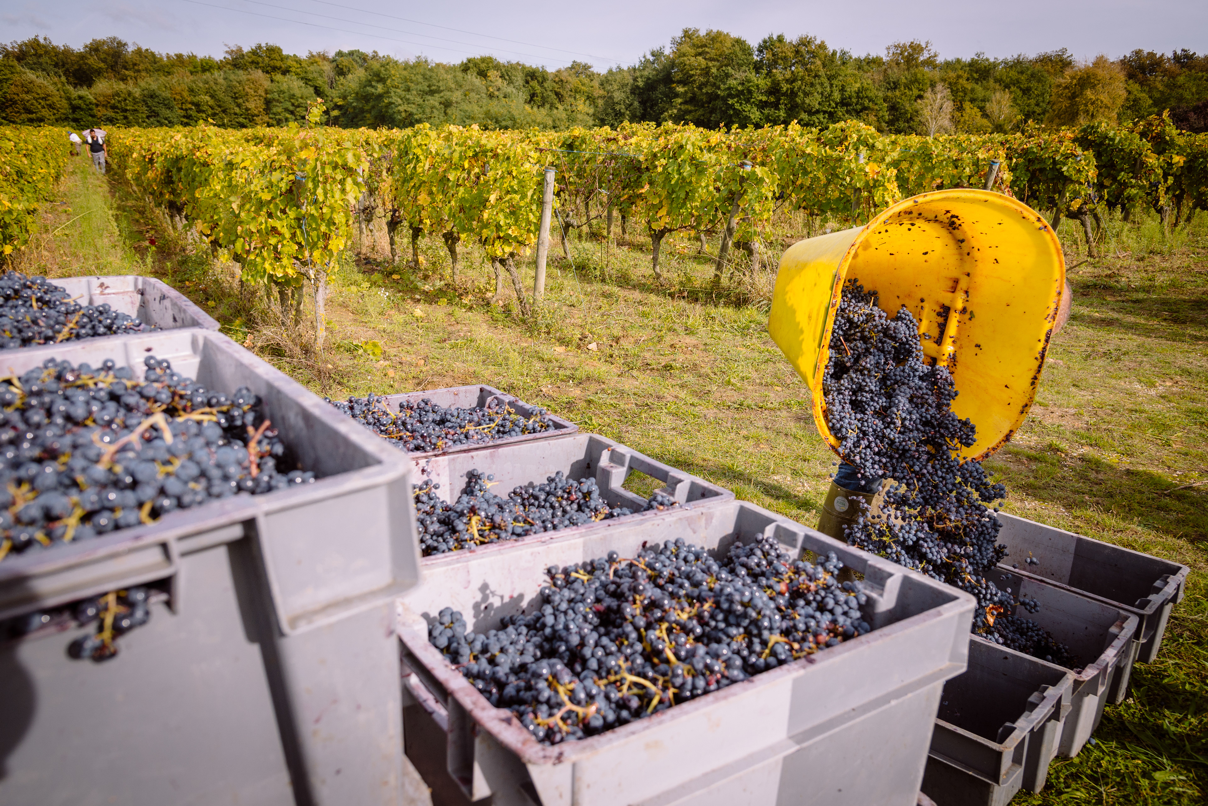 Arnaud Lambert - Vigneron