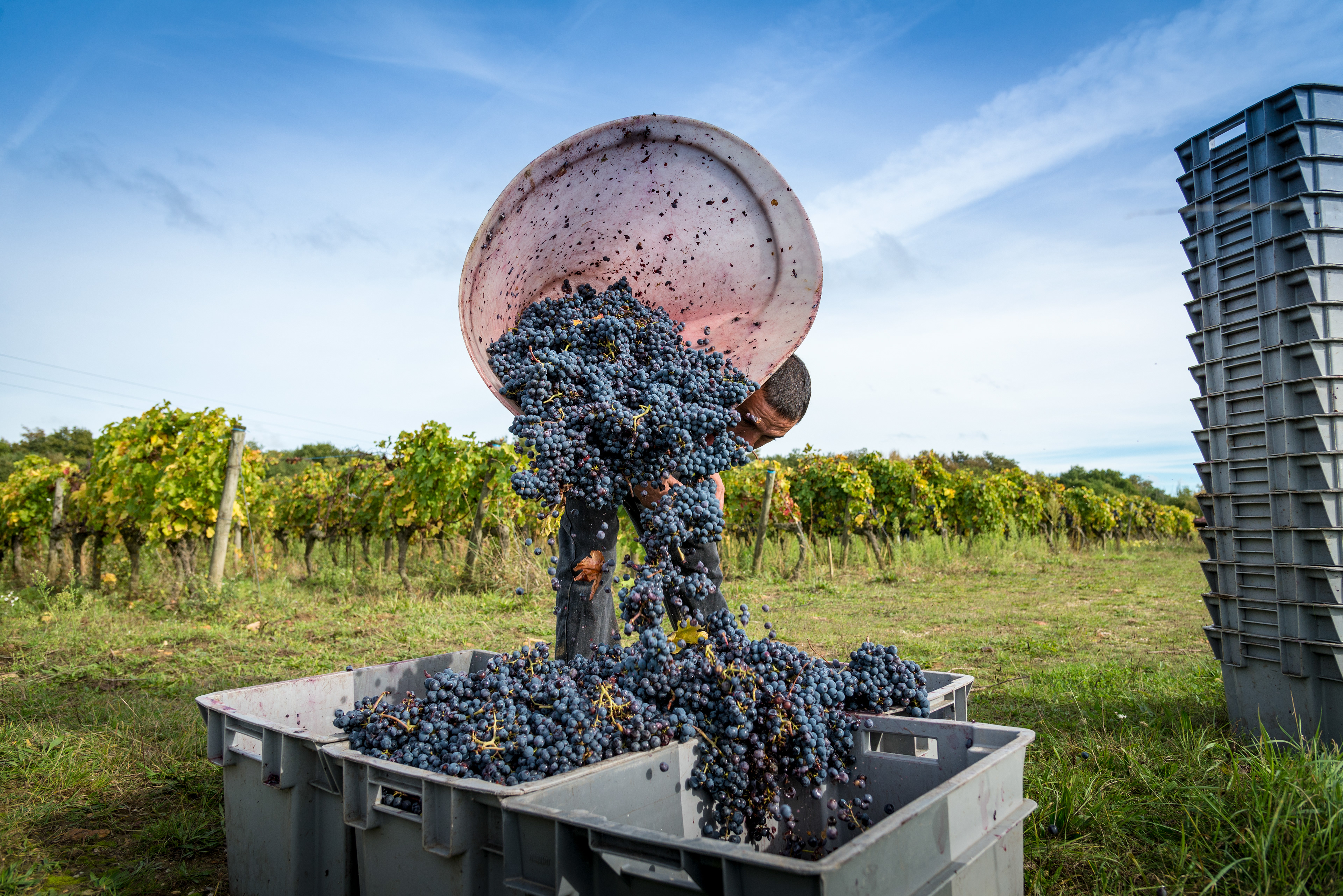 Arnaud Lambert - vendanges