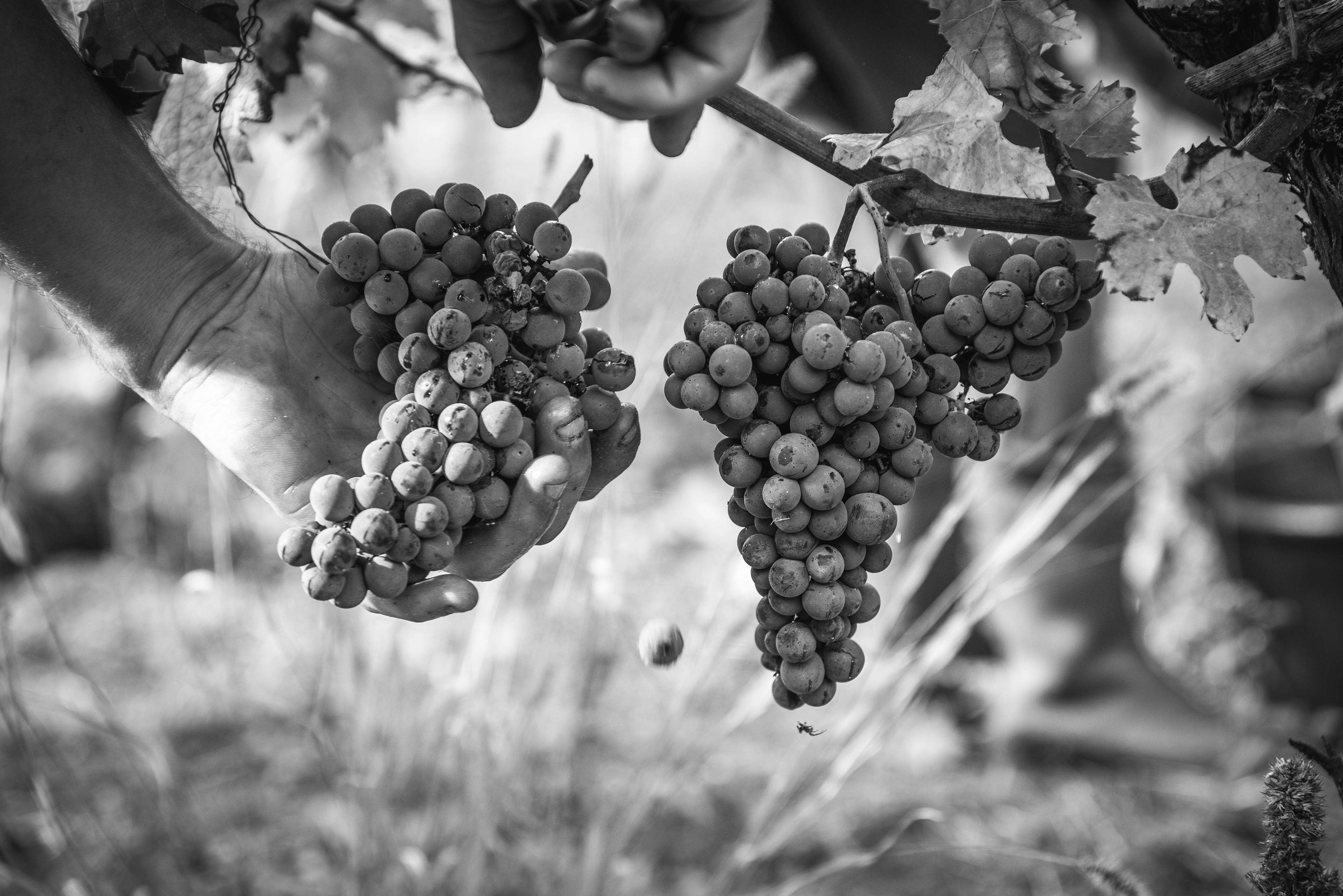 vendanges