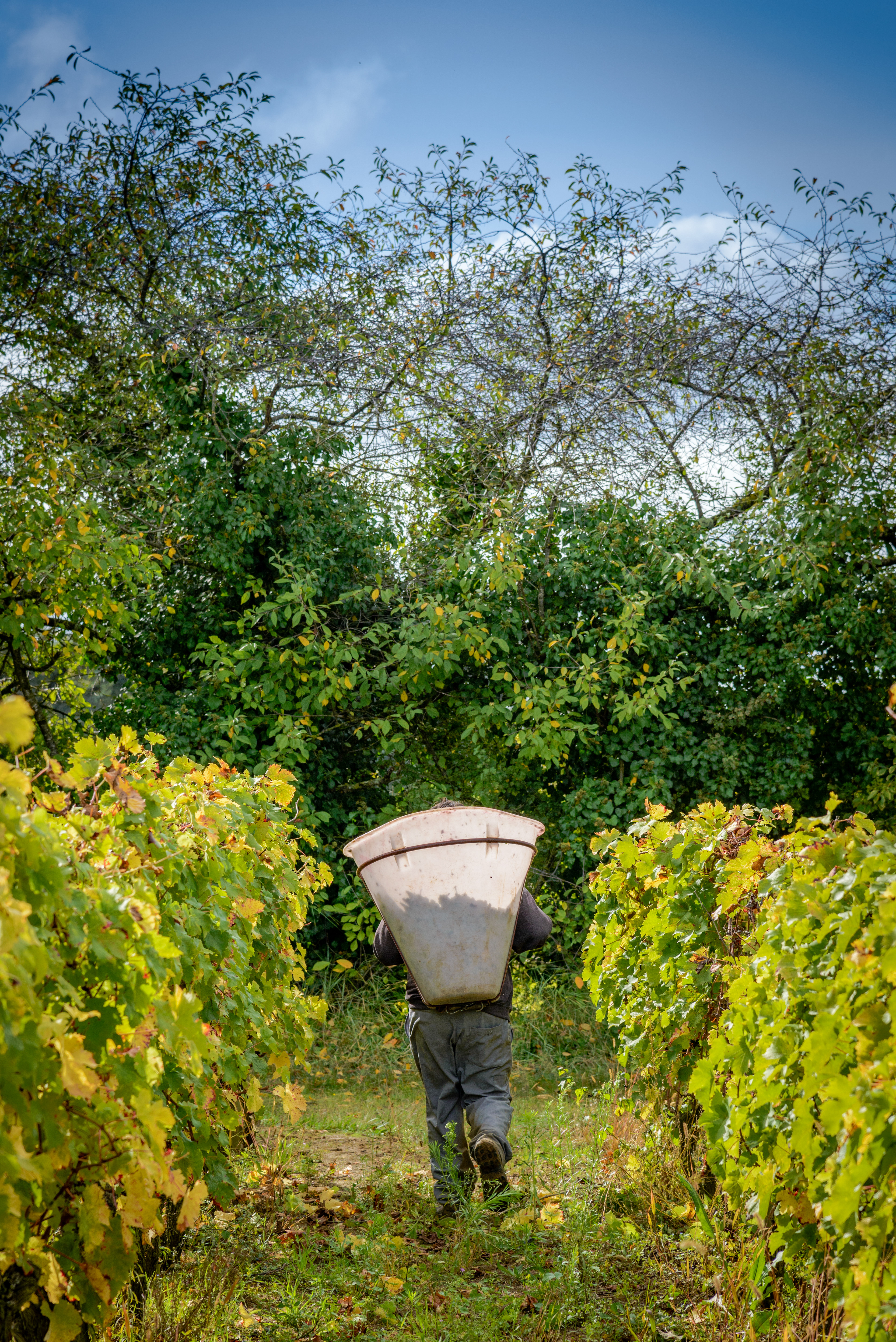 Arnaud Lambert - Vigneron