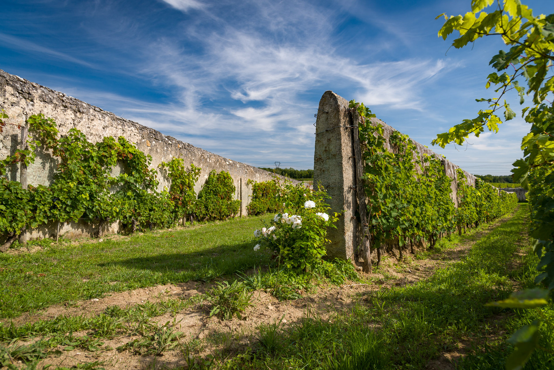 Clos Cristal - Saumur