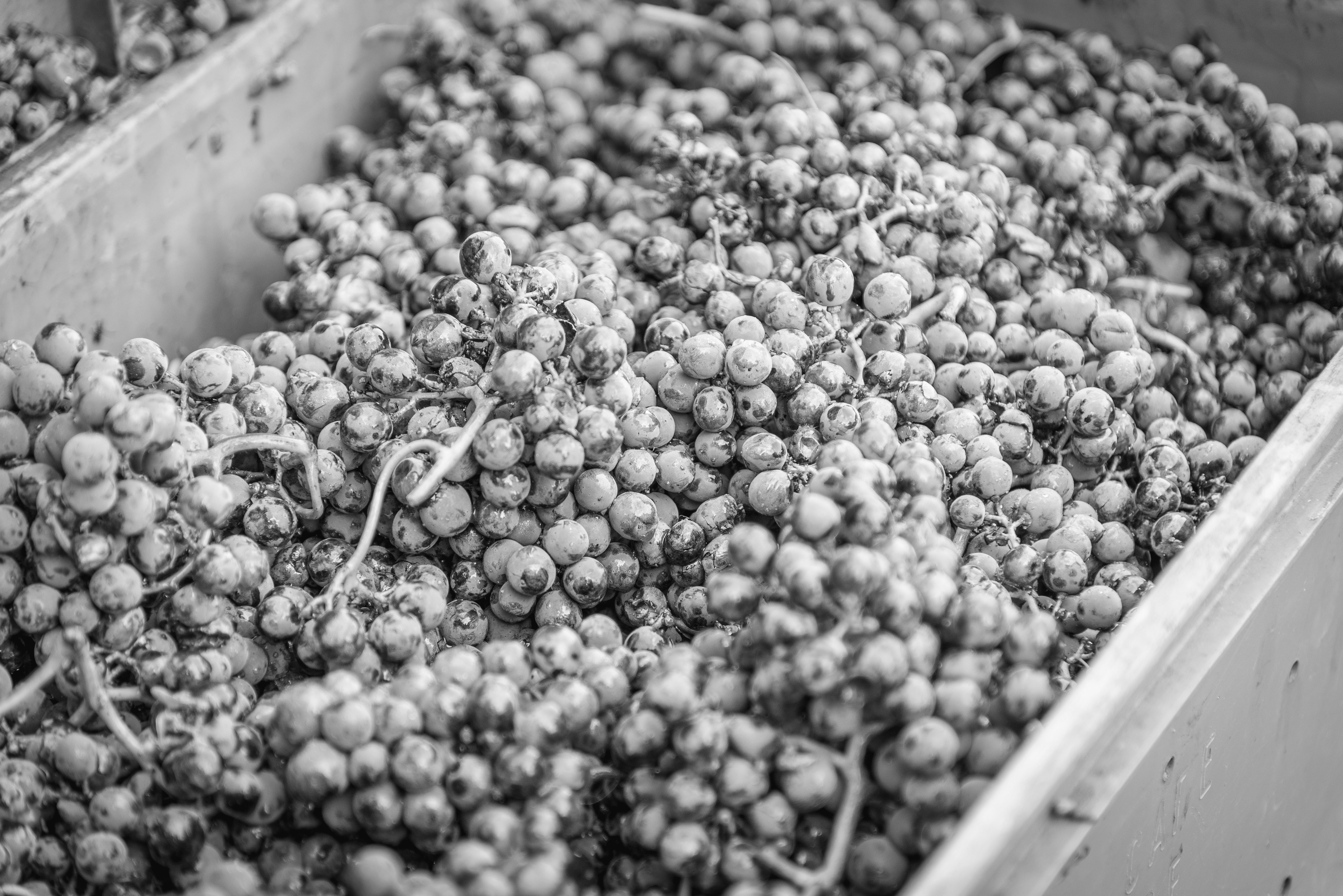 Arnaud Lambert - Vigneron