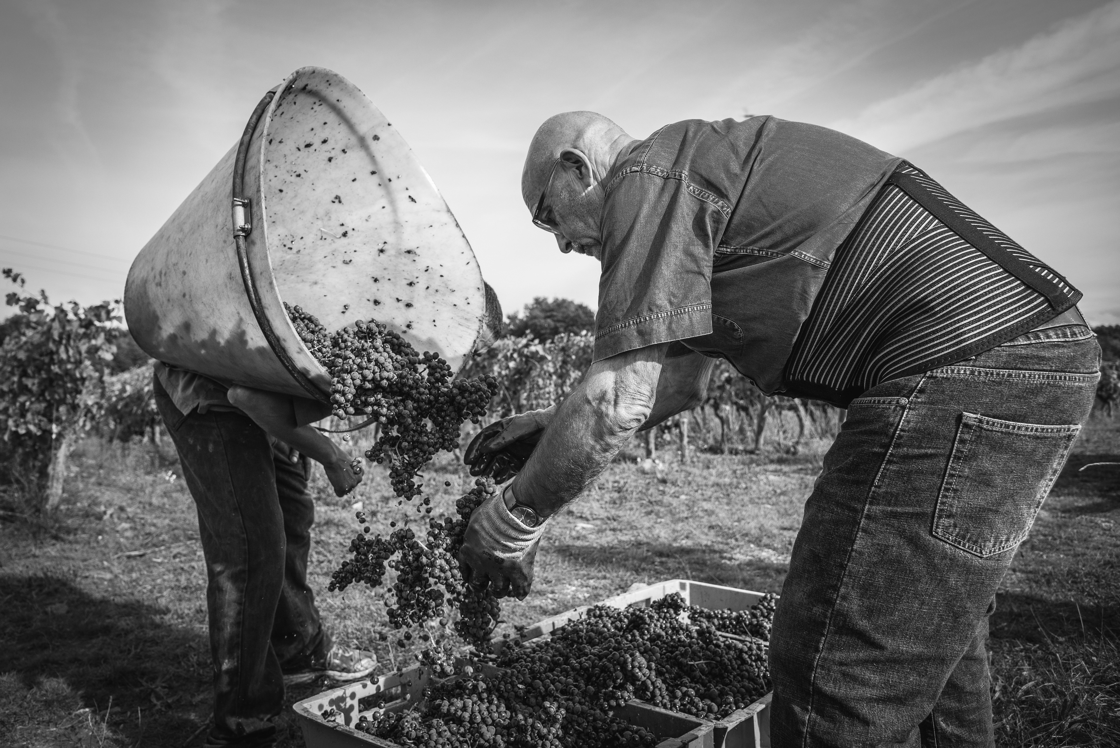 Arnaud Lambert - Vendanges