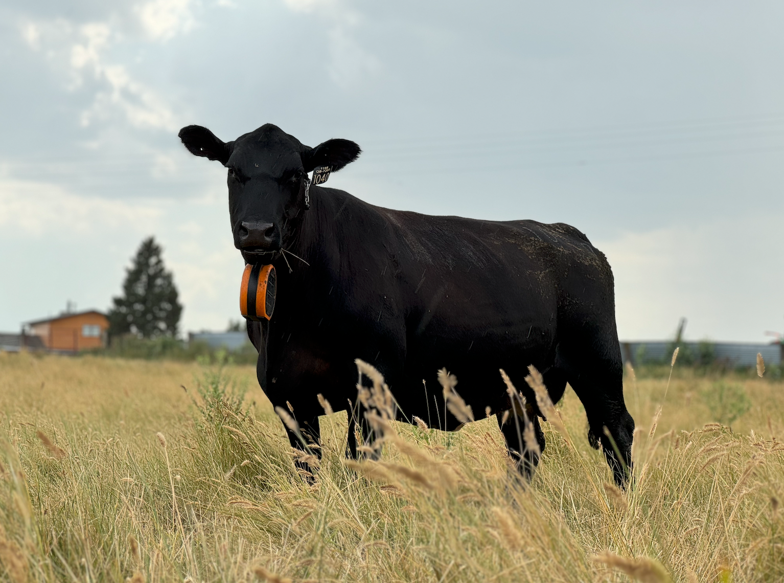 Jorgensen Land & Cattle - Virtual Fencing