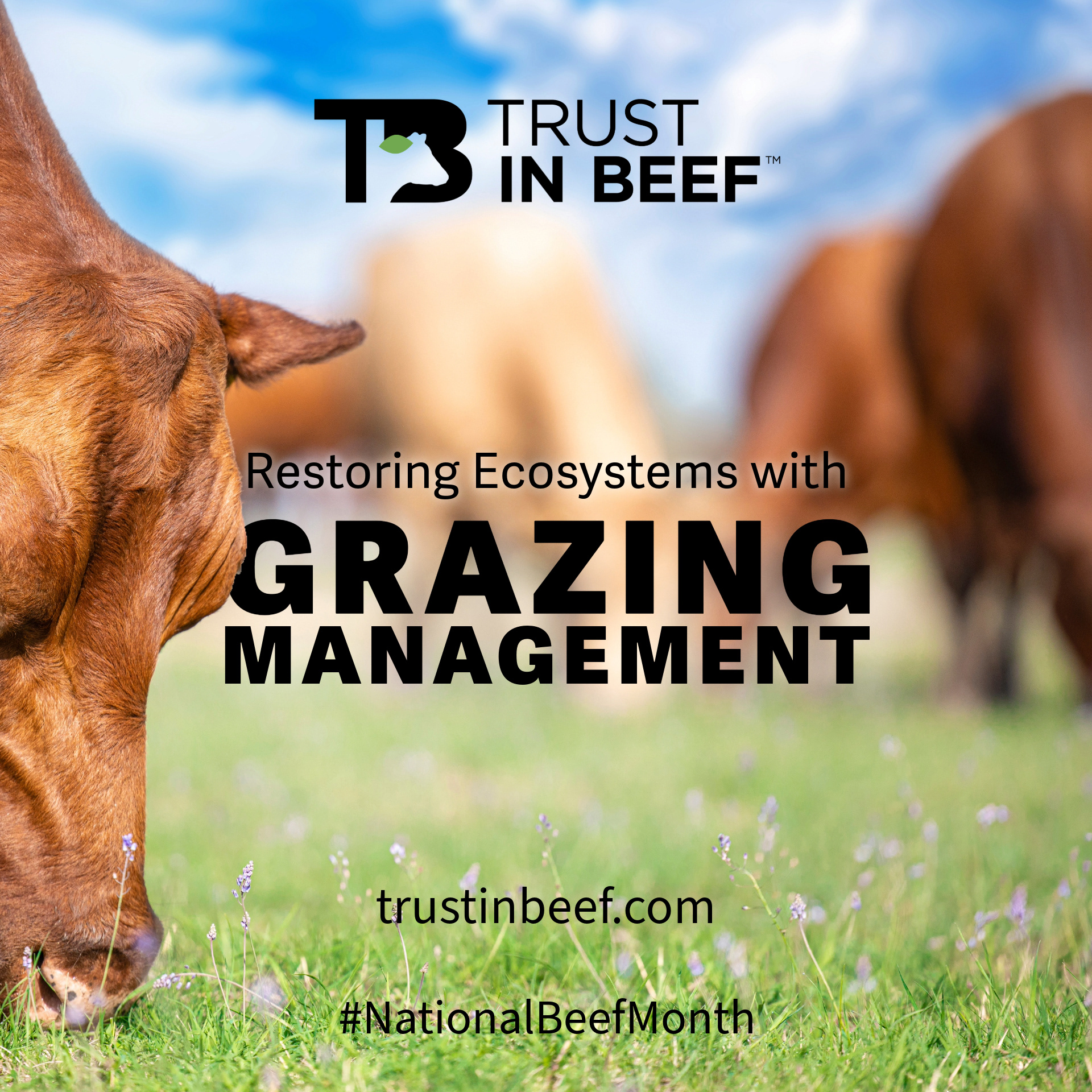 Trust In Beef