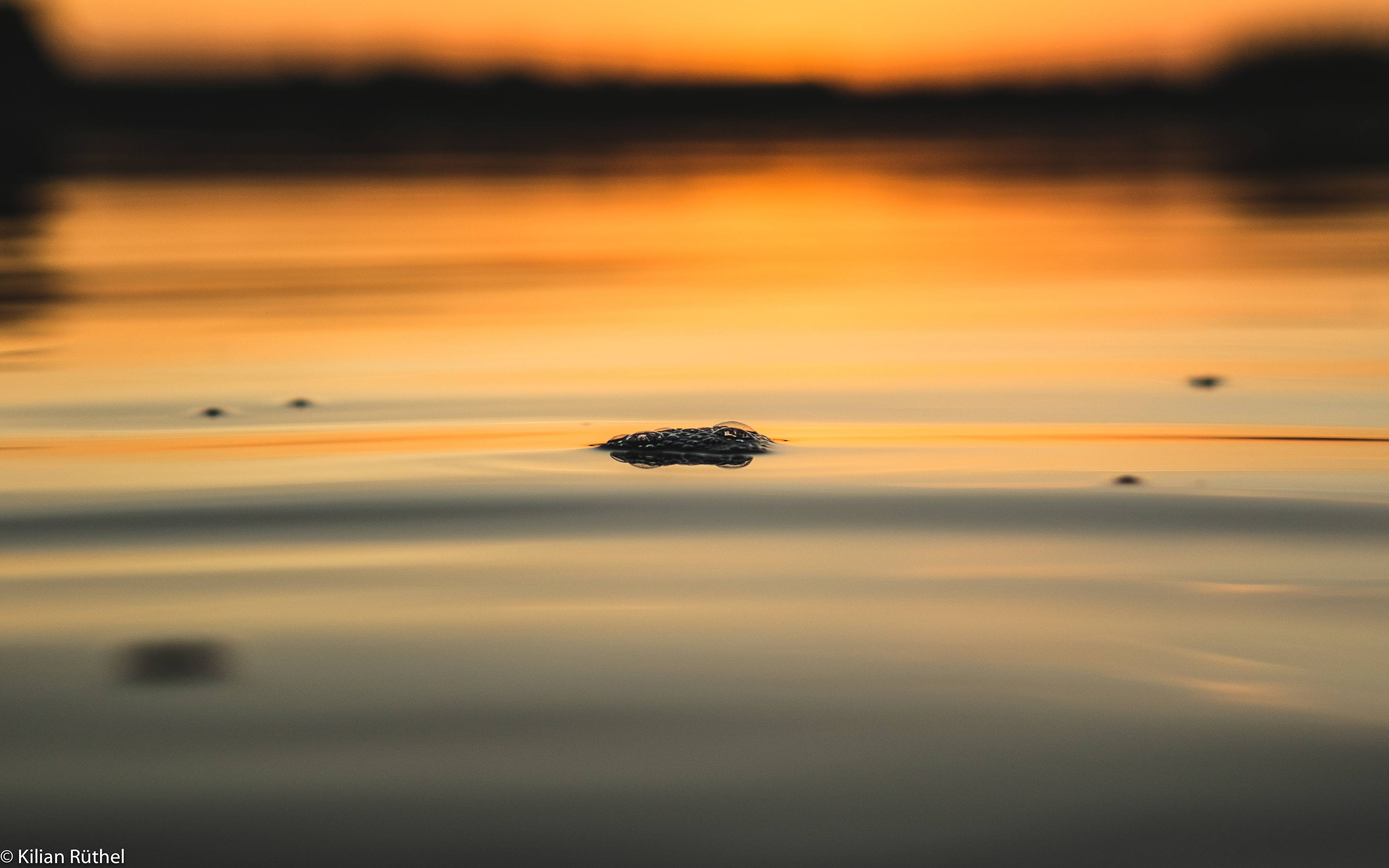 Ringkøbing Fjord, Denmark 2019