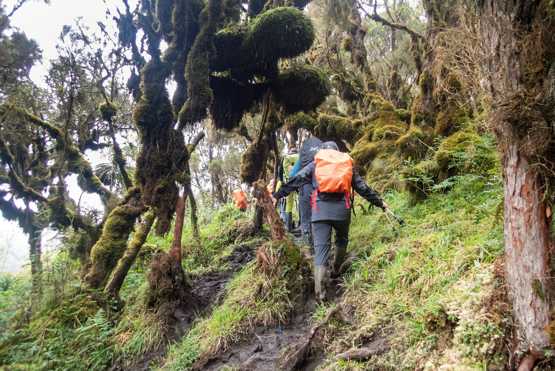 | Day 2. Nyabitabe Camp (2.651 m) - John Matte Hut (3.505 m) |  Rwenzori Mountains | Uganda | |  Rwenzori Mountains | Uganda |
