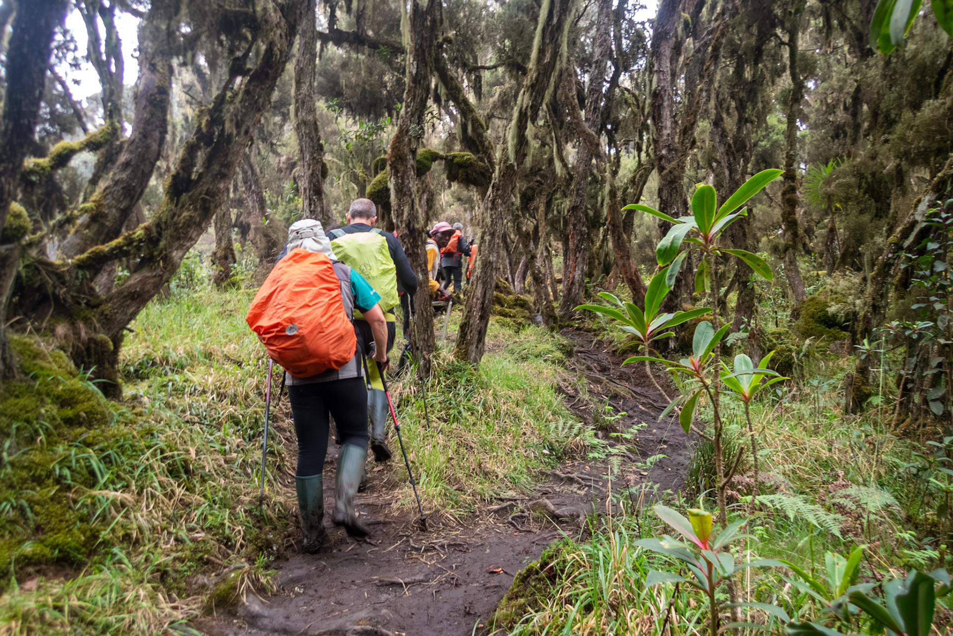 | Day 2. Nyabitabe Camp (2.651 m) - John Matte Hut (3.505 m) |  Rwenzori Mountains | Uganda | |  Rwenzori Mountains | Uganda |