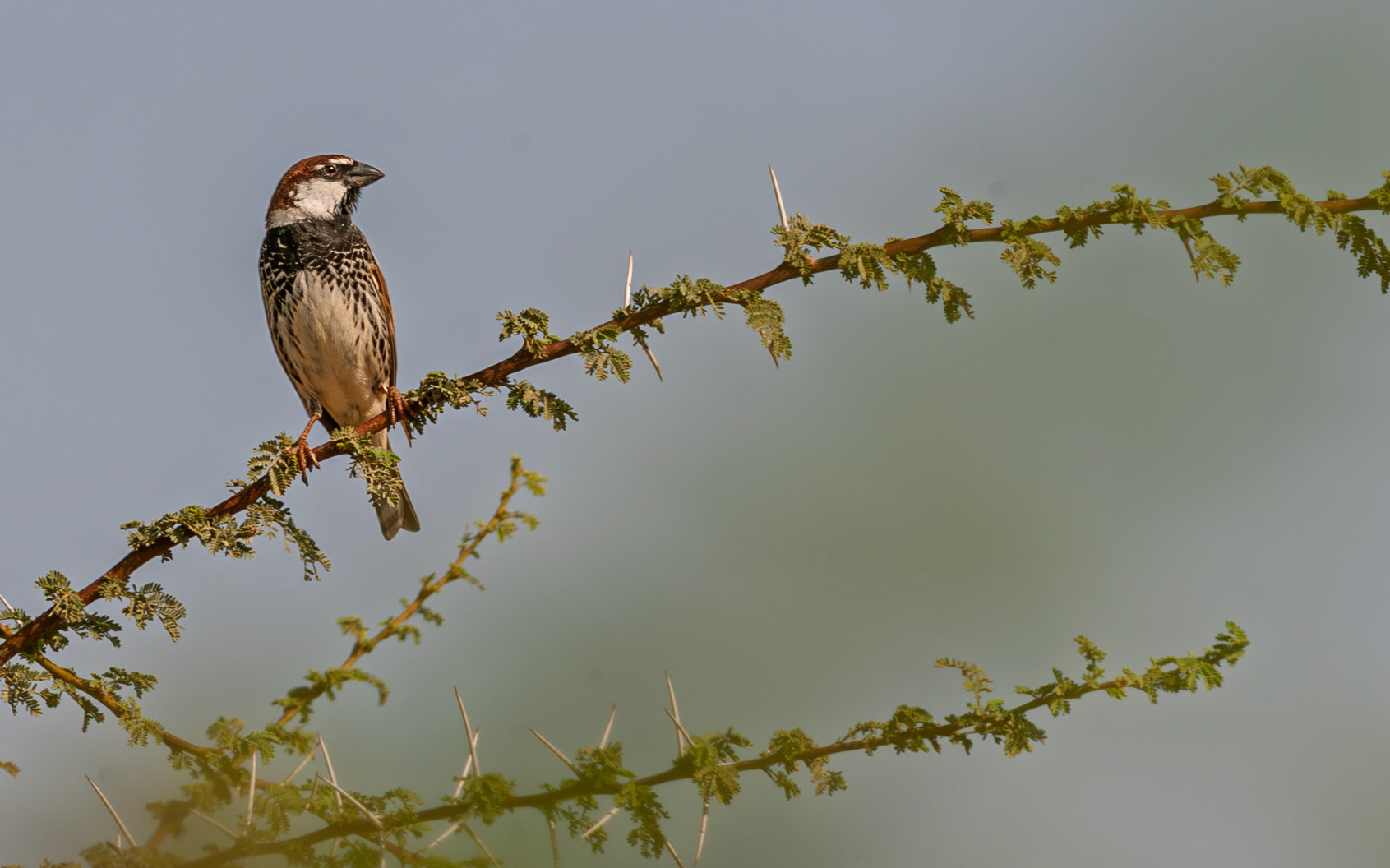 | Spanish Sparrow (Passer hispaniolensis) | Holland Park | Eilat | Israel |