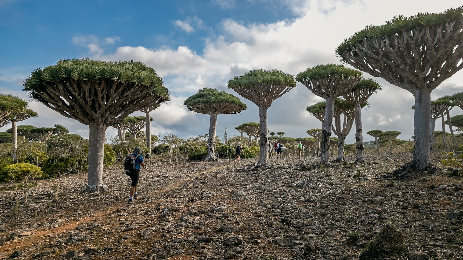 Firmihin Dragon Blood Tree Forest