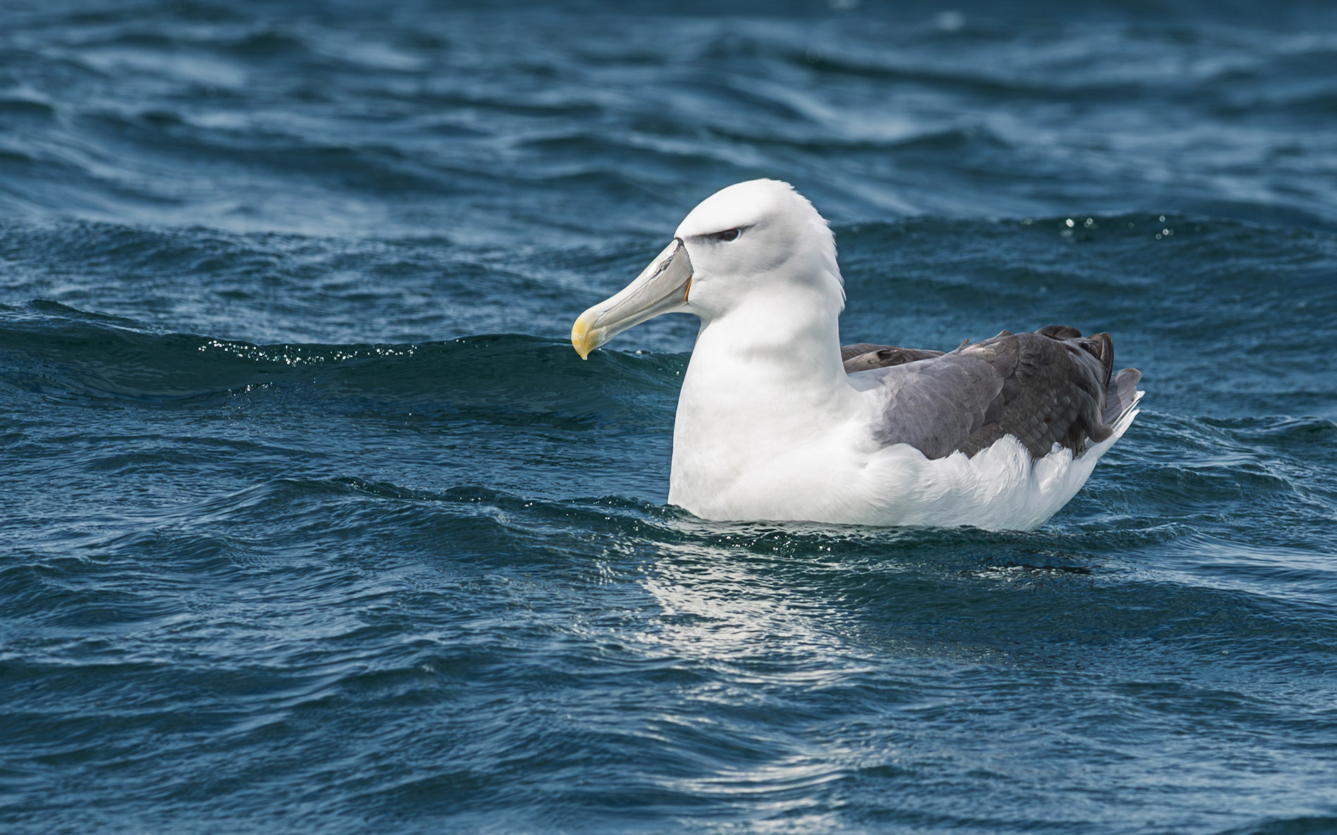 | White-capped Albatross, Toroa (Thalassarche cauta steadi) | Kaikoura | South Island | New Zealand |