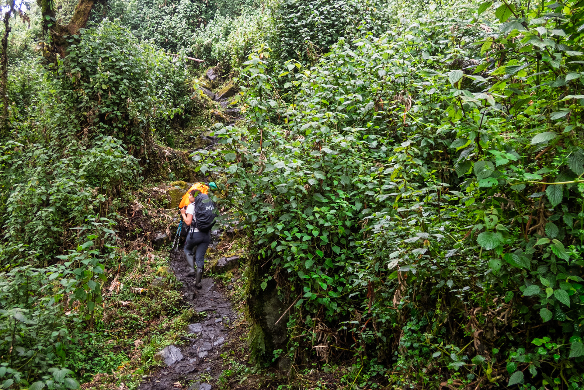 | Day 2. Nyabitabe Camp (2.651 m) - John Matte Hut (3.505 m) |  Rwenzori Mountains | Uganda | |  Rwenzori Mountains | Uganda |