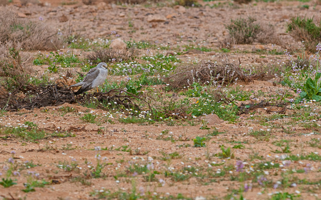 | Pallid harrier (Circus macrourus) | Negev Desert | Israel |