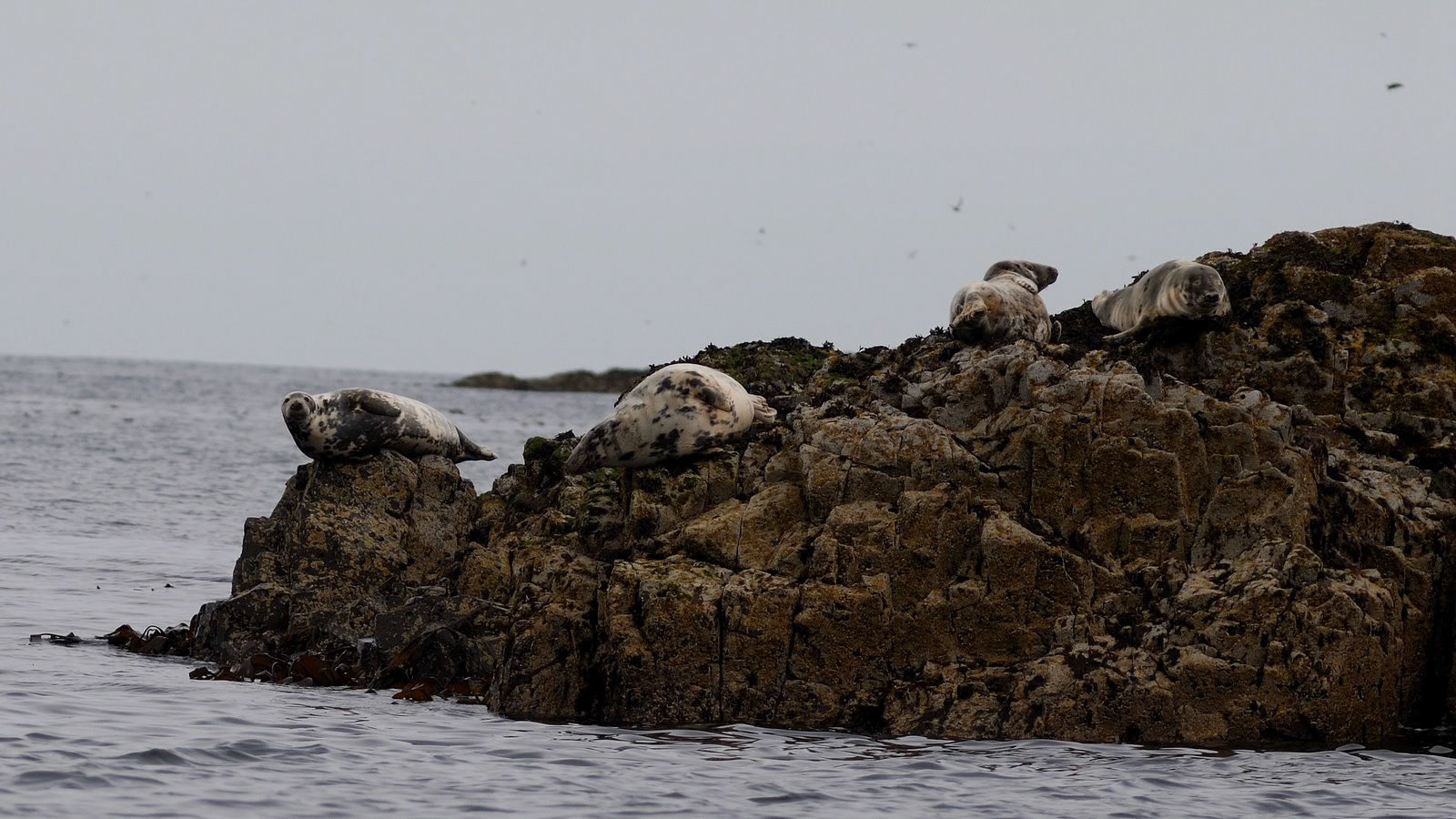 | Greay seal (Halichoerus grypus) | Farne Islands | Northumbria | United Kingdom |