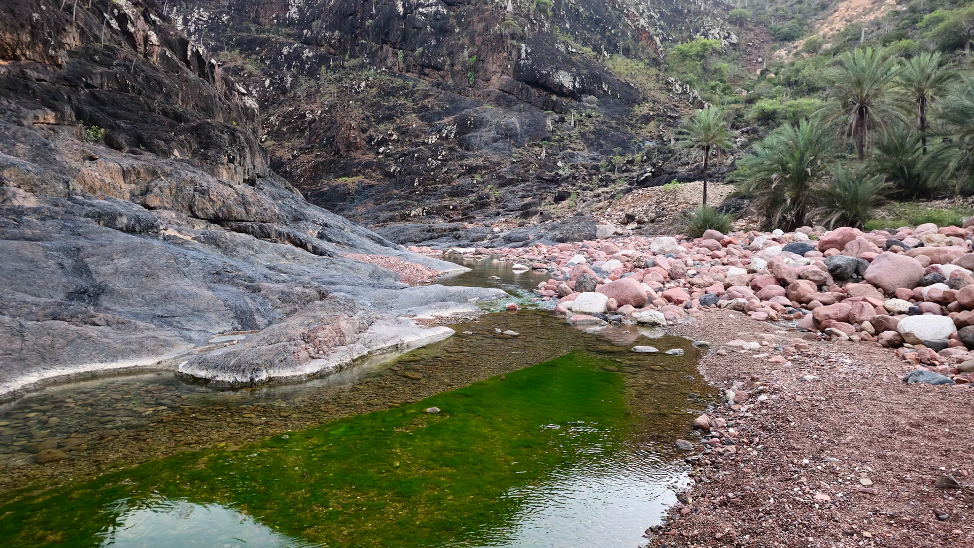 | Socotra  Oct '24 | Day 5 | October 11th | Mount Haggeher Trek | Wadi Dhamdhar - Firmihin Forest |